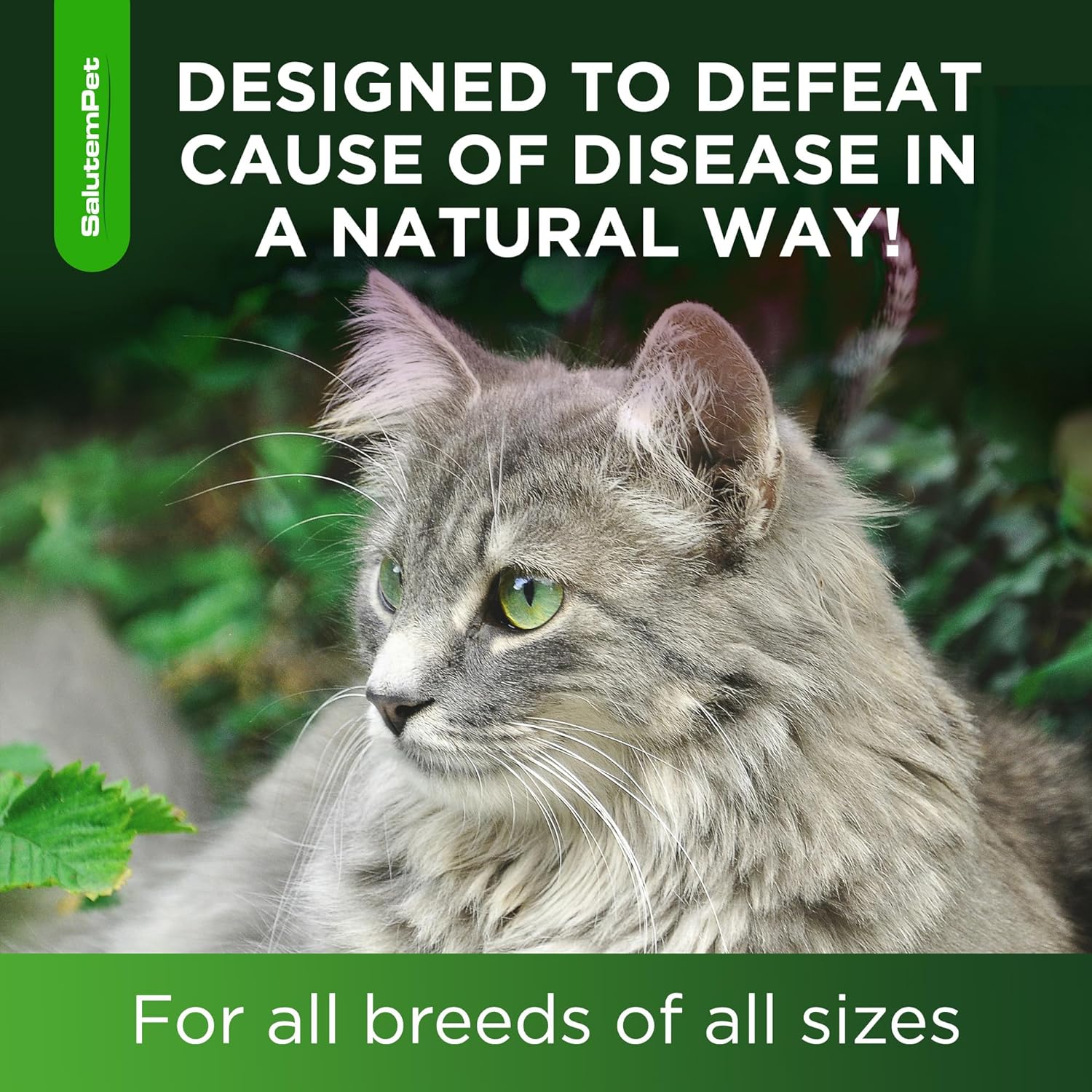 natural-chicken-flavor-salutempet-antibiotics-for-cats-and-kittens---cat-antibiotic-for-allergies-utis-digestive-health---2-oz-6