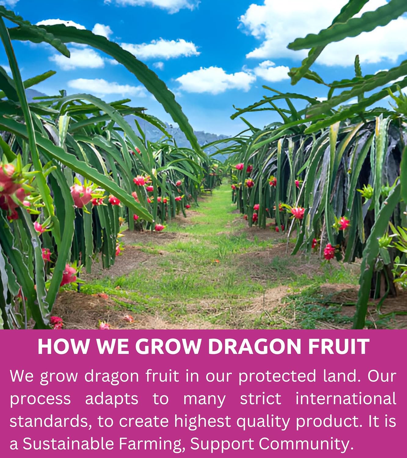 vietnam-freeze-dried-dragon-fruit-cubes-80-oz---natural-red-pitaya-snack-no-added-sugar---non-gmo-gluten-free-for-drinks-cereal-yogurt-4