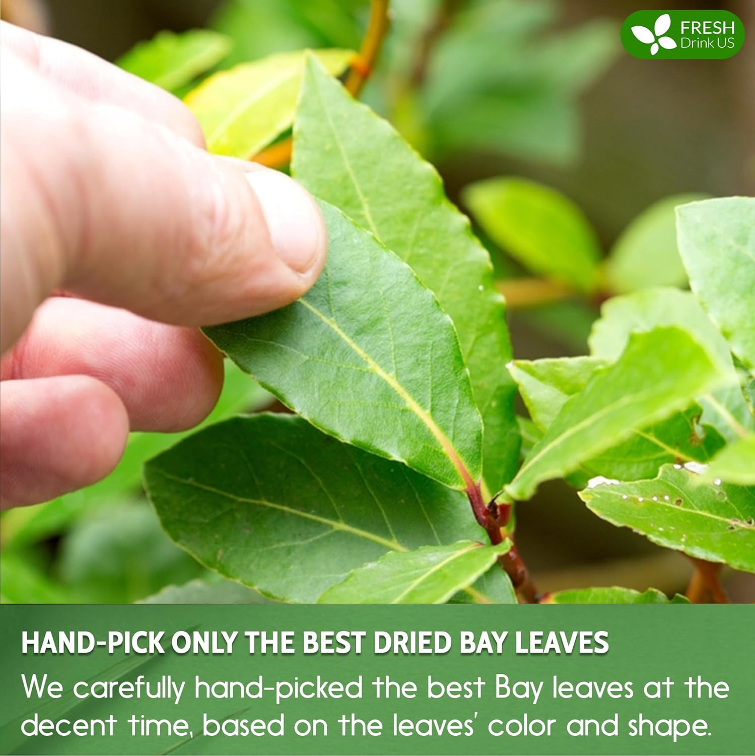 premium-wildcrafted-bay-leaves-for-cooking-and-tea---275-whole-nice-leaves-fresh-harvested-sugar-free-gluten-free-caffeine-free-vegan-5