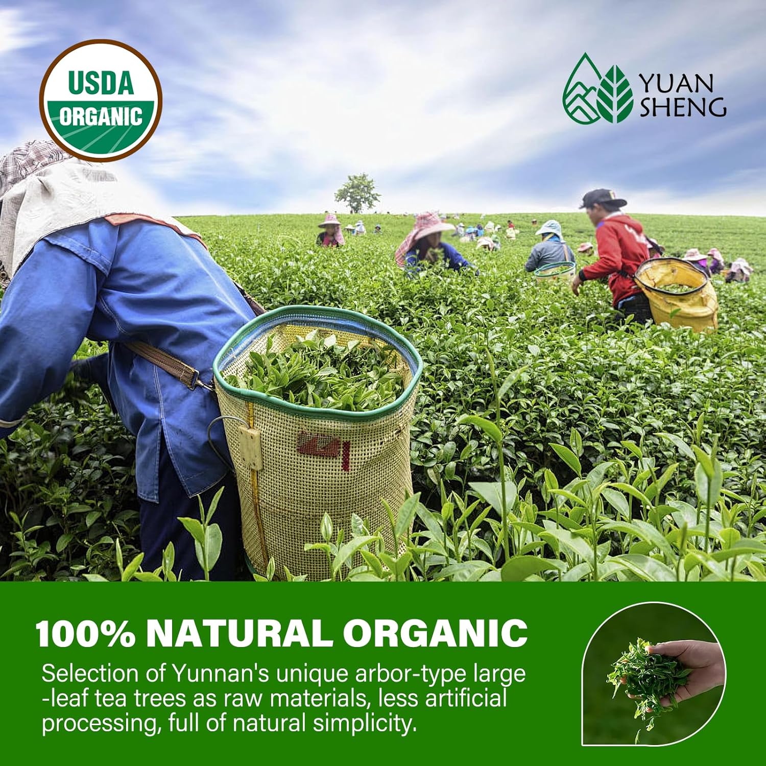 organic-chinese-silver-needle-white-tea-loose-leaf---premium-silver-tips-pekoe-flavor-high-in-antioxidants---21-oz-pack-2