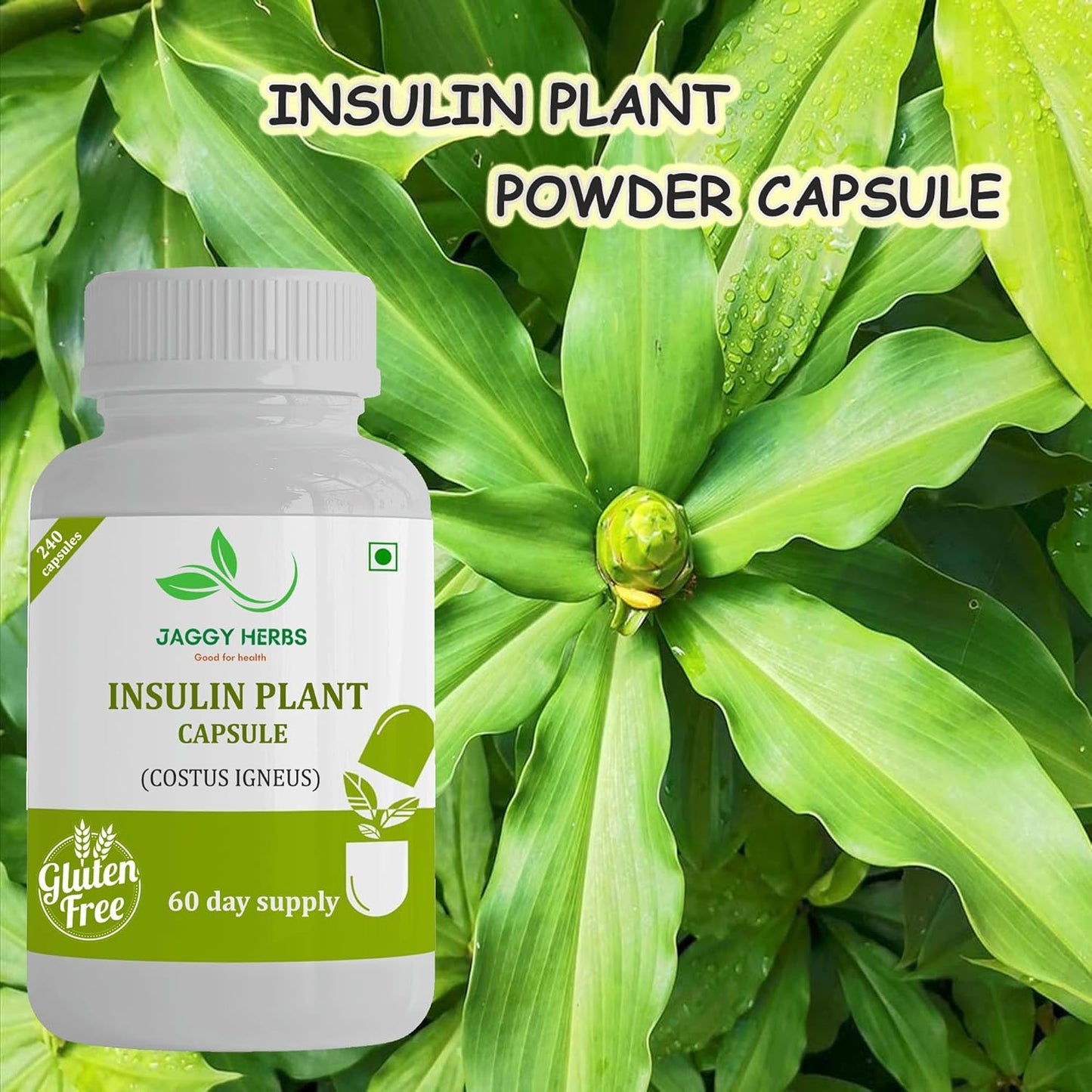 premium-jaggy-insulin-plant-capsules---240-veggie-capsules-natural-supplement-for-blood-sugar-control---costus-igneus-60-day-supply-2