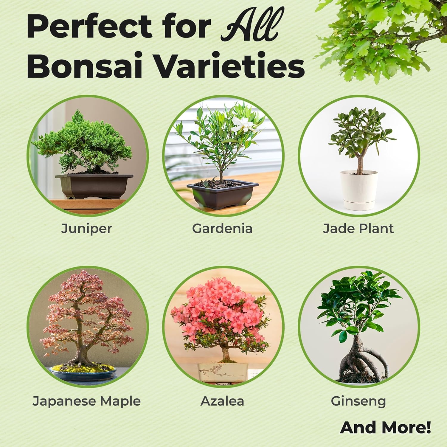 all-natural-slow-release-bonsai-fertilizer-pellets---5-year-supply---extended-enrichment-for-all-live-bonsai-tree-types---by-perfect-plants-2