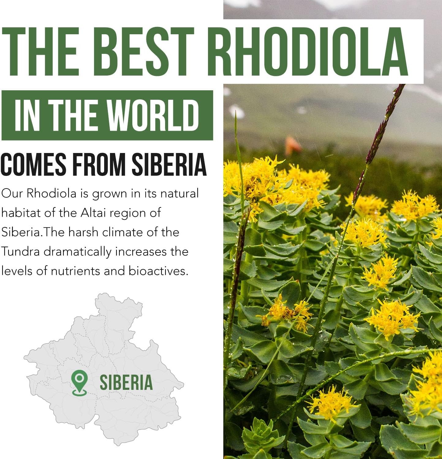 siberian-rhodiola-max-strength-capsules---5-rosavins-2-salidroside---bioperine-for-absorption---grown-in-siberia-dna-verified---reduce-stress-enhance-energy-cognition60-count-5