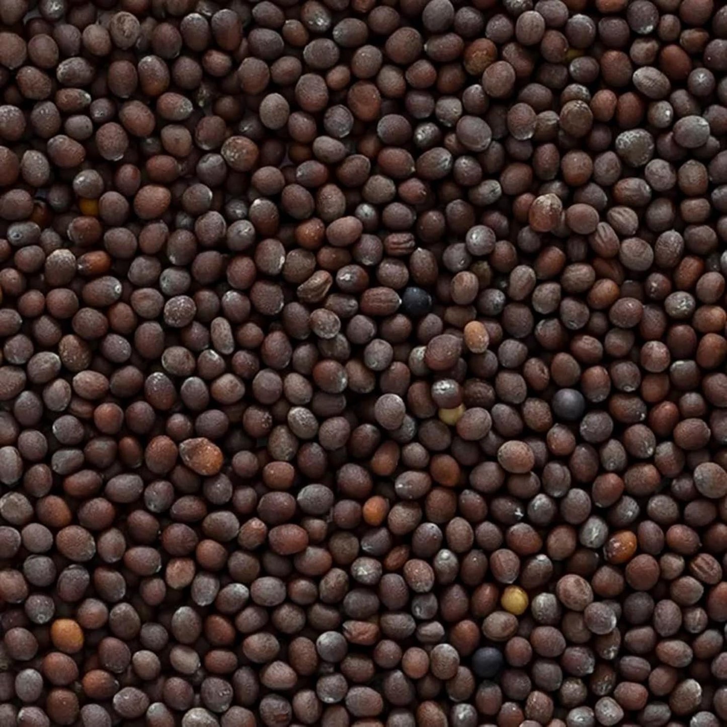 organic-brown-mustard-seed---whole-certified-1-lb-bulk-pack-by-frontier-co-op-3
