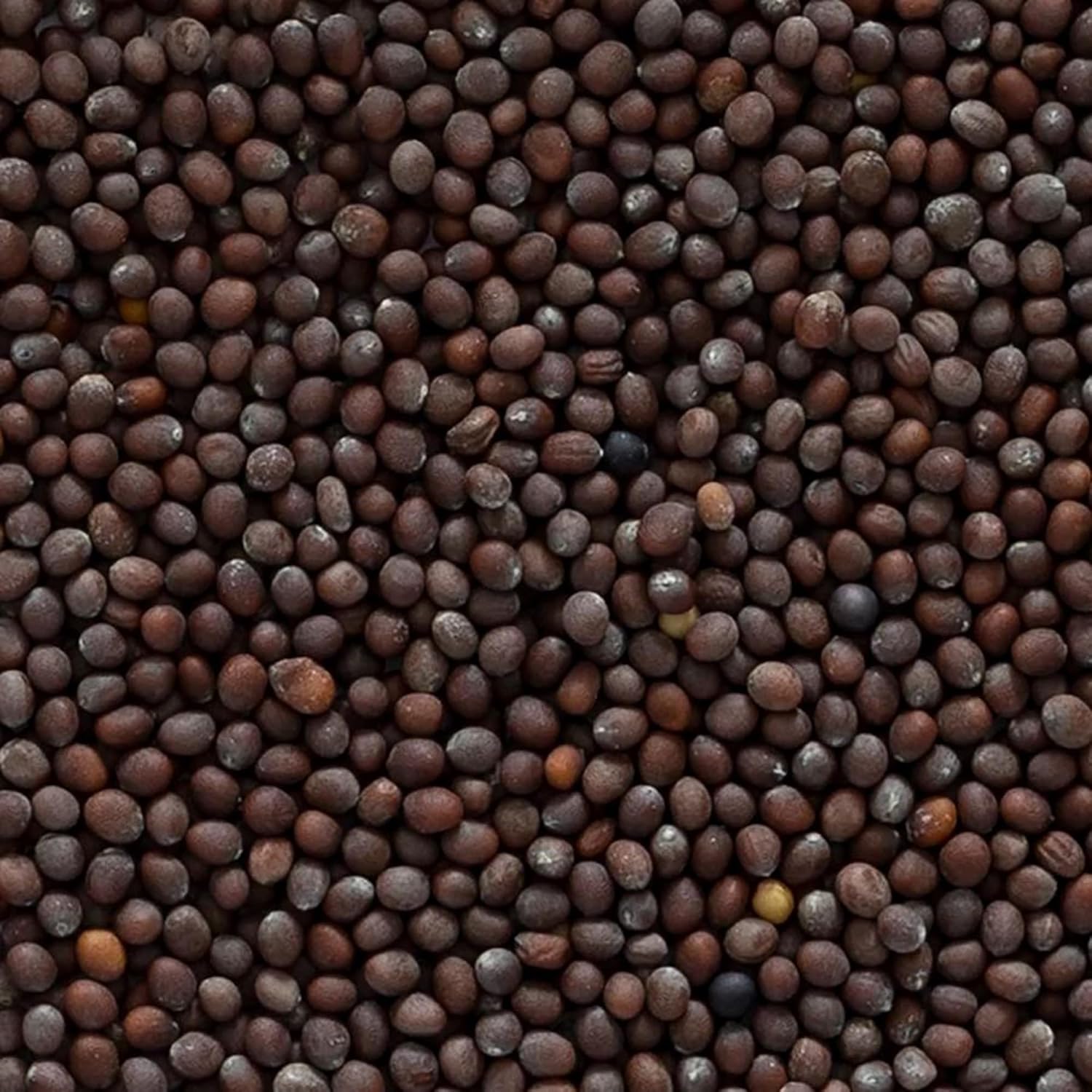 organic-brown-mustard-seed---whole-certified-1-lb-bulk-pack-by-frontier-co-op-3