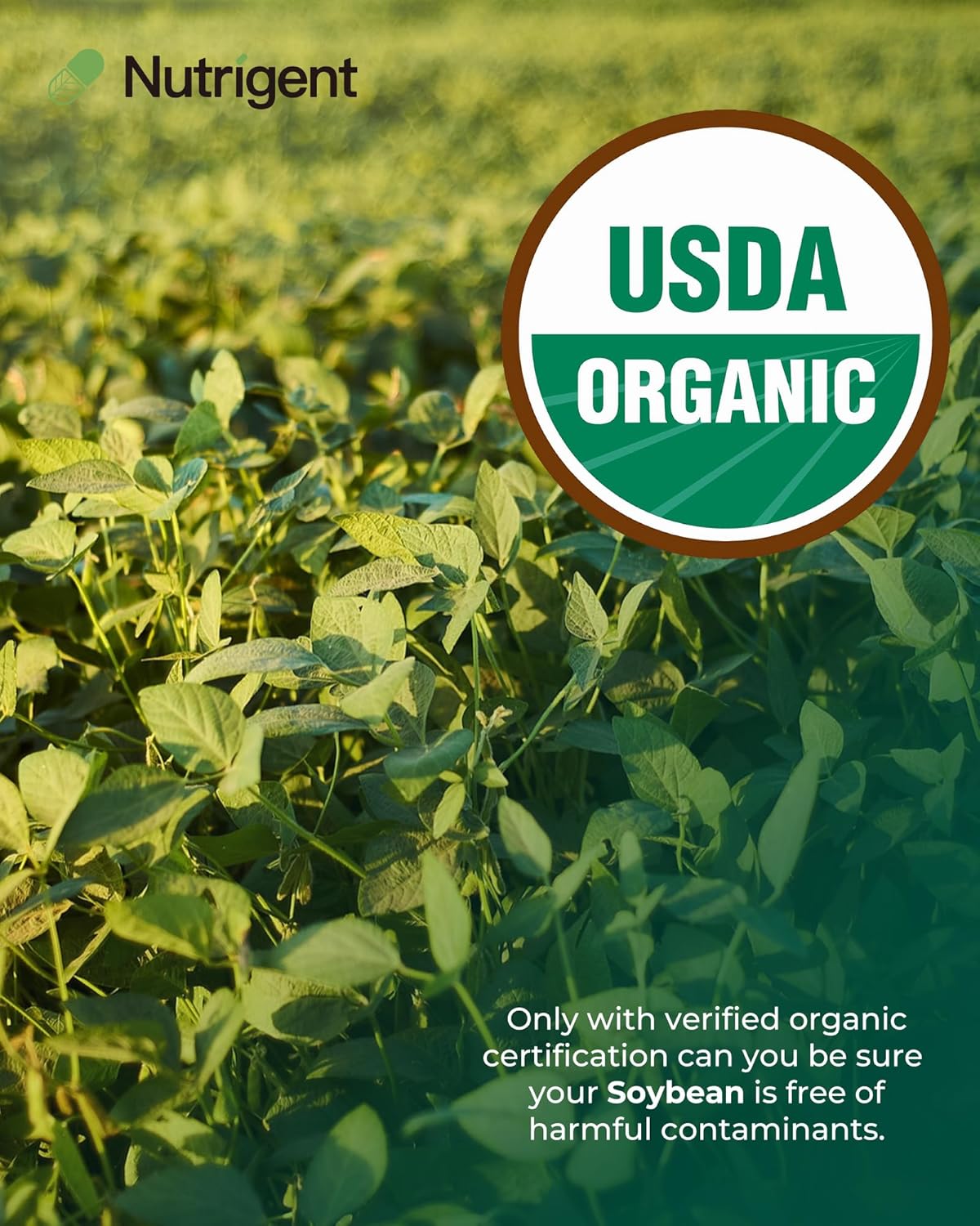 organic-soy-lecithin-supplement-800mg---liquid-capsules-for-brain-liver-health-non-gmo-gluten-free---60-count-2