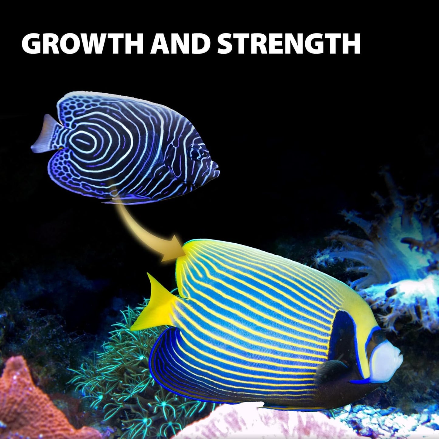 marine-fish-food-purify-series---sinking-pellets-for-saltwater-fish-clown-fish-all-natural-ingredients-balanced-composition---265-oz-pack-4