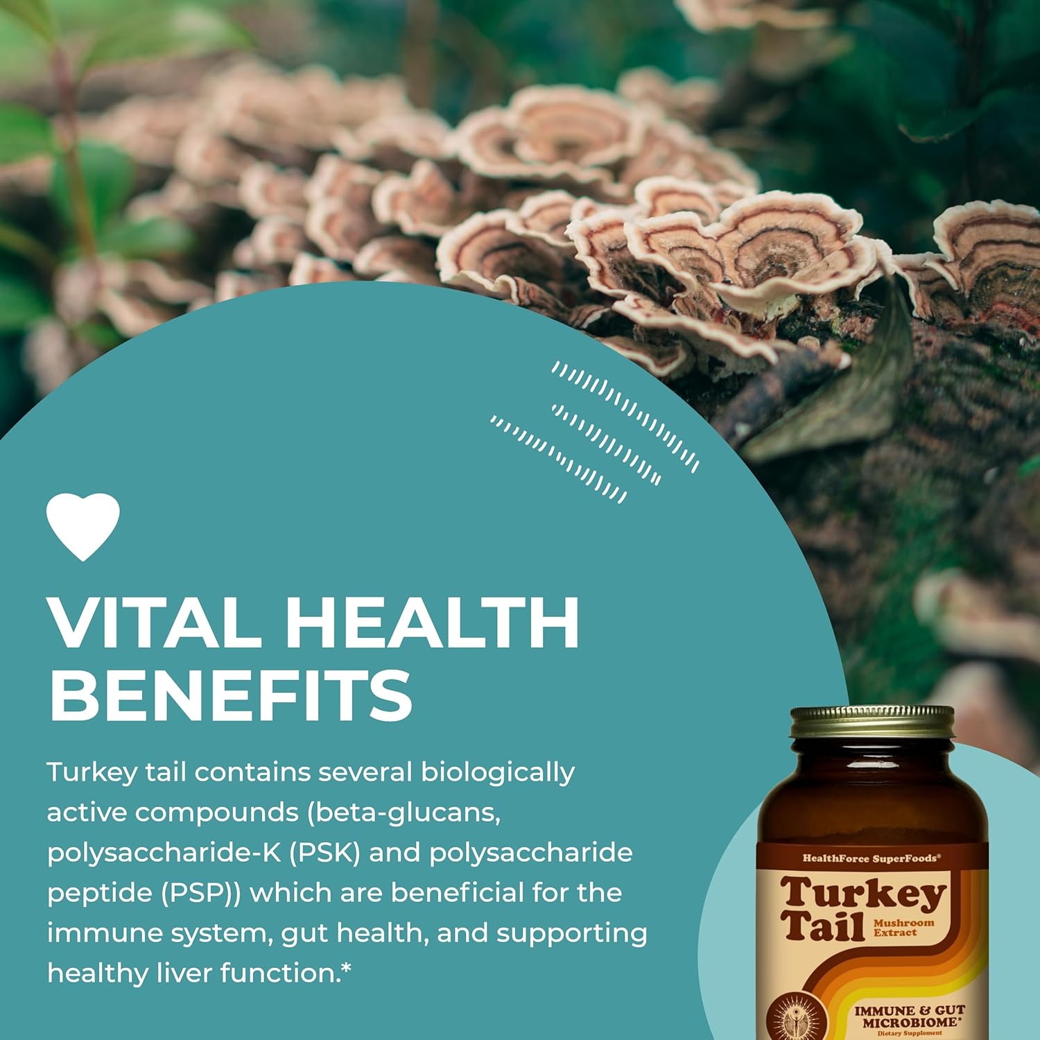 organic-turkey-tail-mushroom-powder---150g---healthforce-superfoods-5