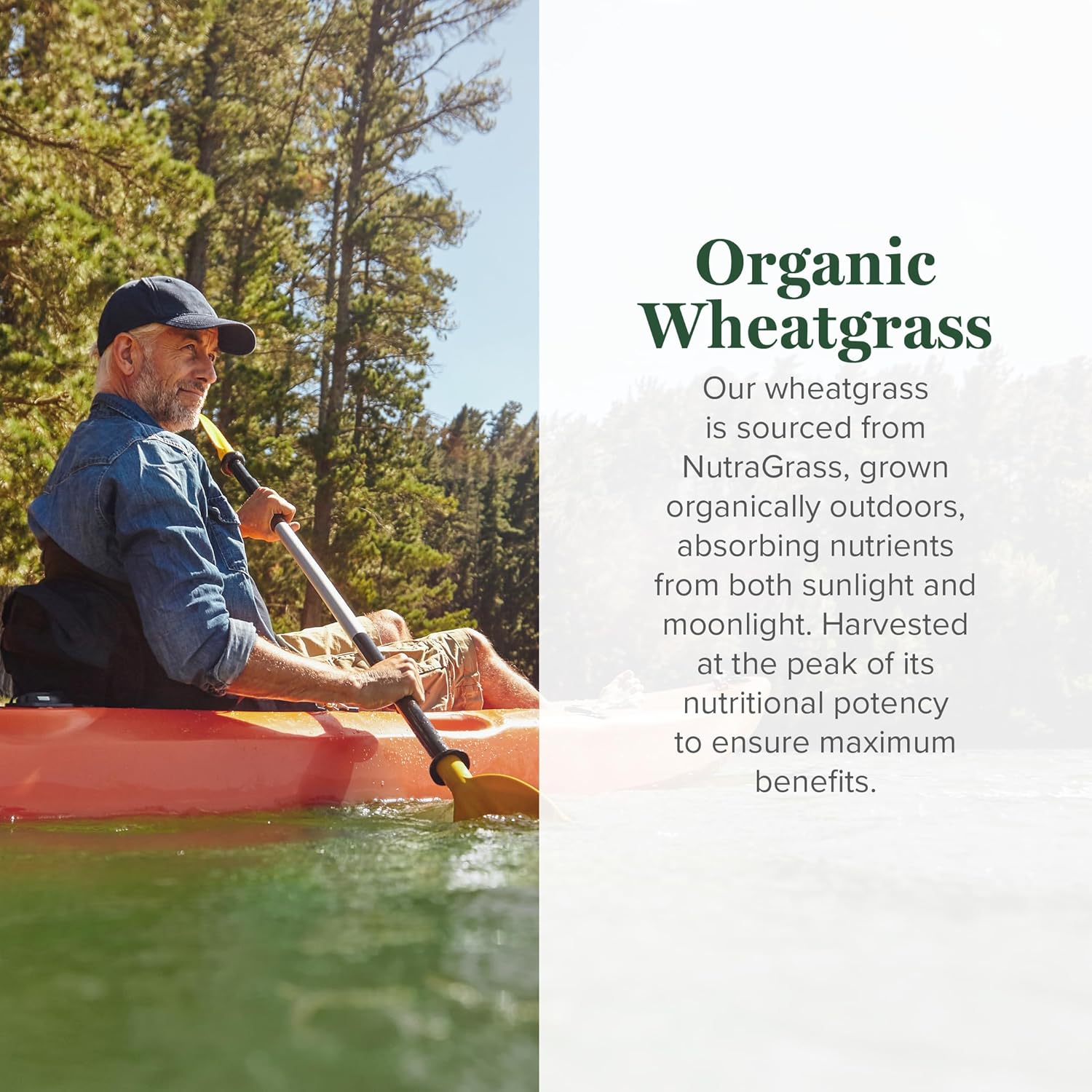 organic-wheat-grass-powder-180g---nutrient-dense-raw-wheatgrass-juice-powder-331-extract---strong-antioxidants-for-immune-support-energy-boost---cold-process-non-gmo---63-oz-3
