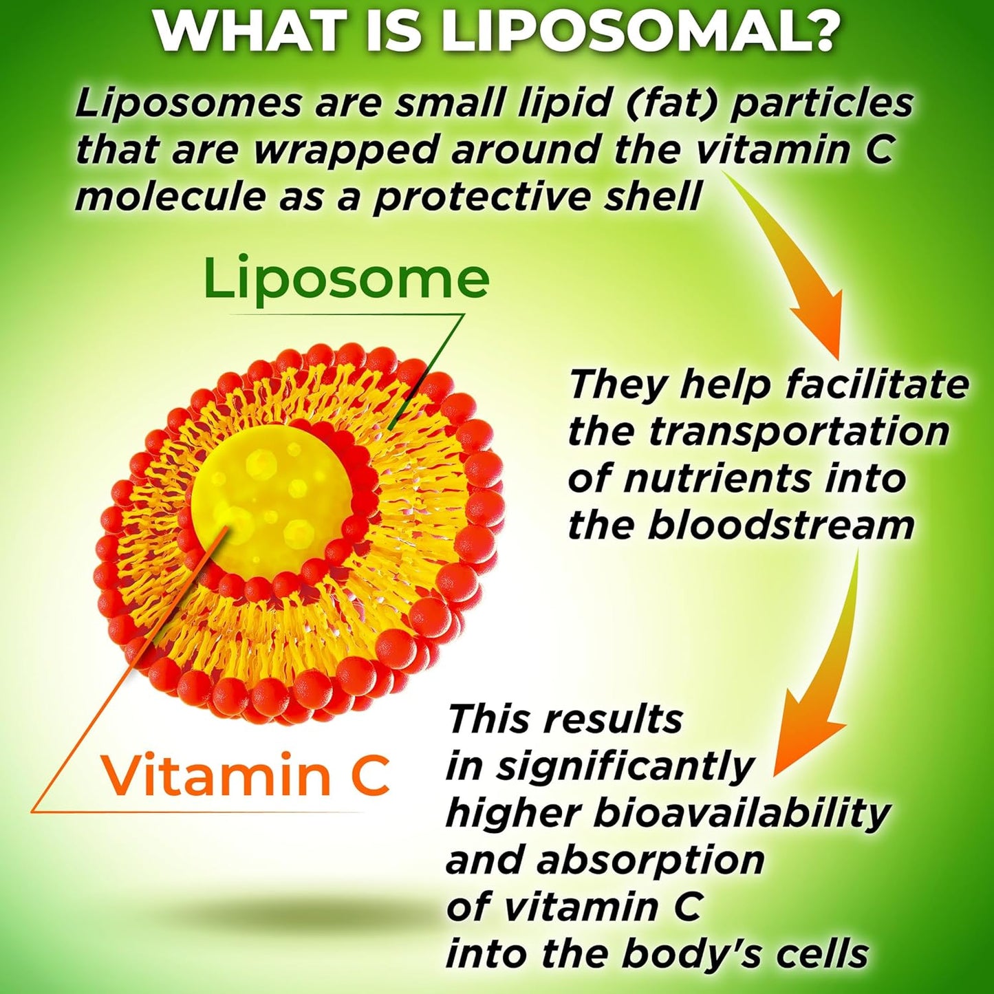 bundle-liposomal-glutathione-500mg-with-quercetin-bromelain-vitamin-c-zinc-and-organic-whole-food-blend---1100mg-liposomal-vitamin-c-capsules-8