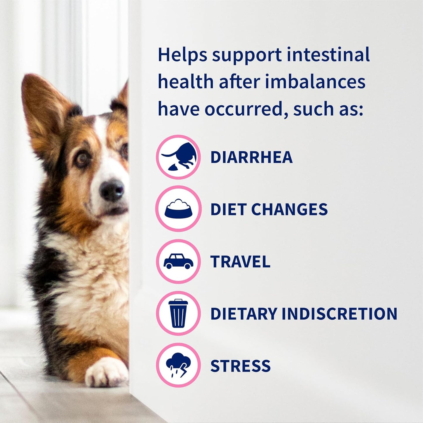 nutramax-laboratories-proviable-digestive-health-supplement-kit-for-medium-to-large-dogs---multi-strain-probiotics-and-prebiotics-7-bacteria-strains-30-ml-paste-10-capsules-5