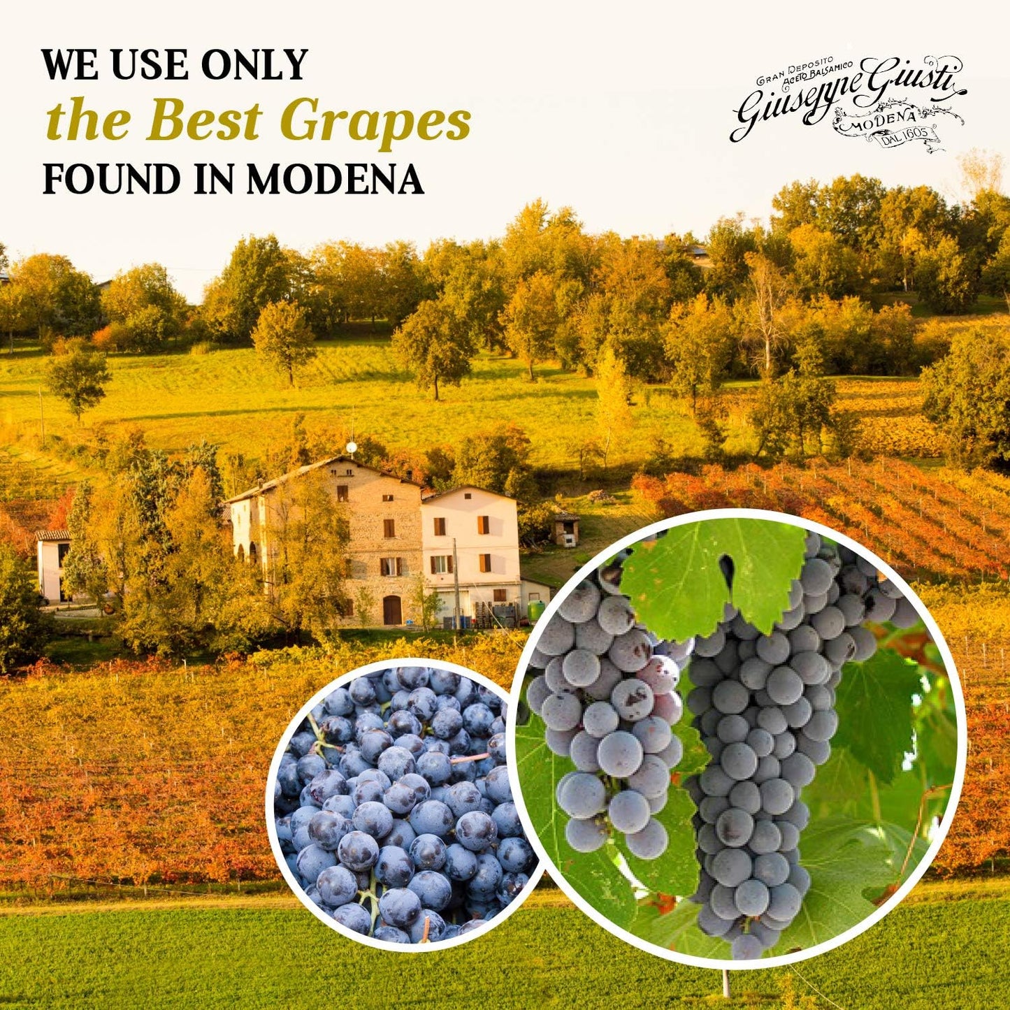 giusti-balsamic-vinegar-of-modena-5-gold-medals---champagnotta-gift-set-250ml---premium-italian-condiment-8