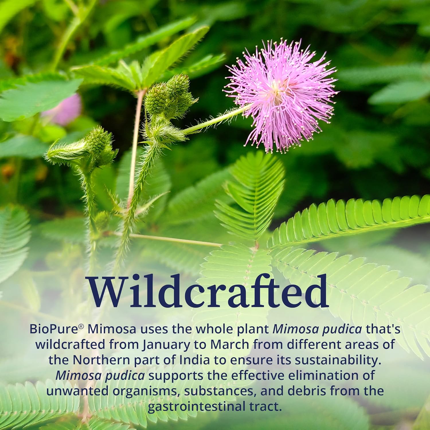 wildcrafted-organic-mimosa-pudica-powder-for-gut-health-balanced-flora---4oz---eliminates-unwanted-organisms-toxins-from-gastrointestinal-tract---biopure-mimosa-5