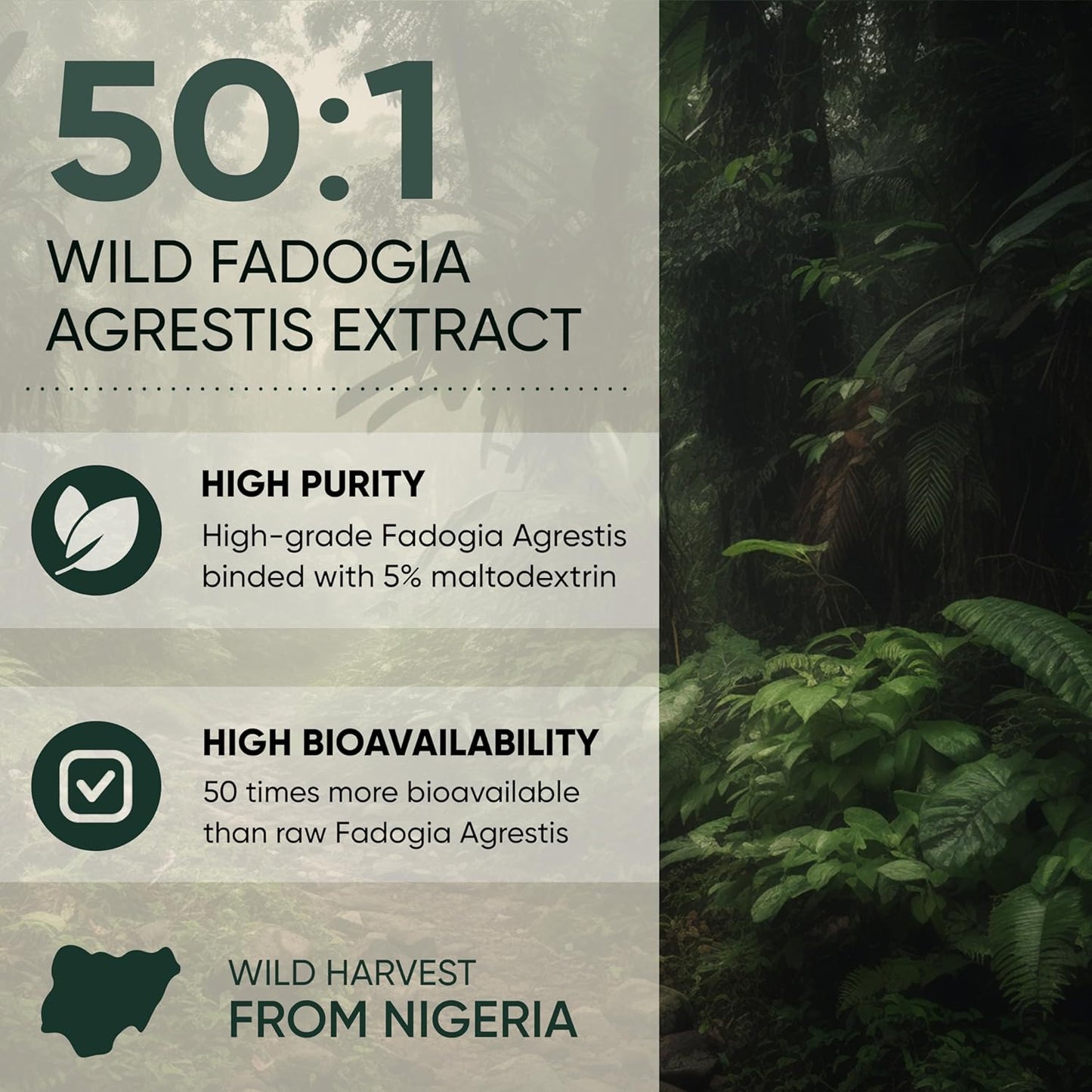 premium-fadogia-agrestis-extract-for-men---501-concentration-313-servings---5-oz-nigerian-fadogia-supplement-for-drive-passion---traditional-mens-health-support-with-maltodextrin-4