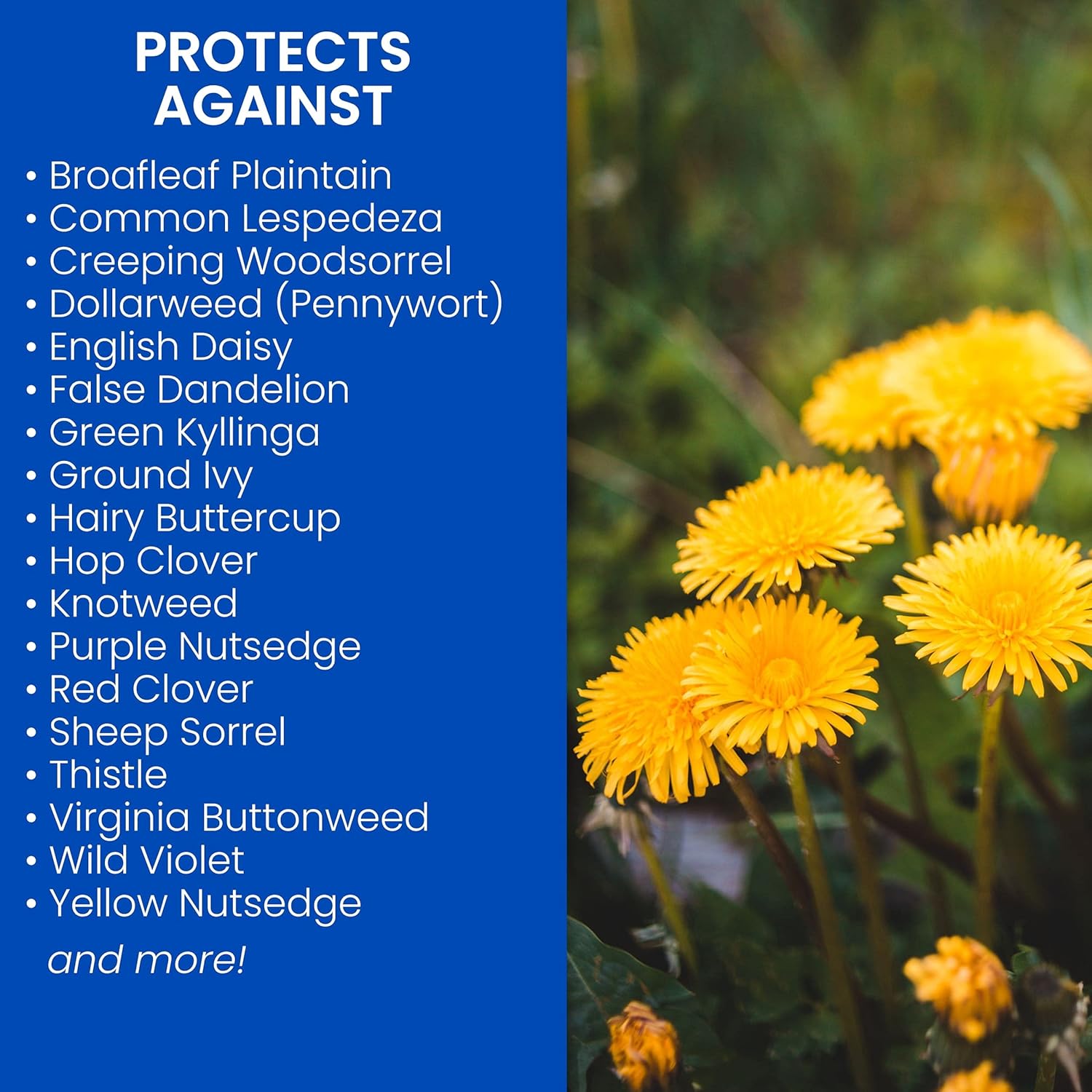 bioadvanced-3-in-1-weed-and-feed-granules-for-southern-lawns---125-lb---covers-5000-sq-ft-3