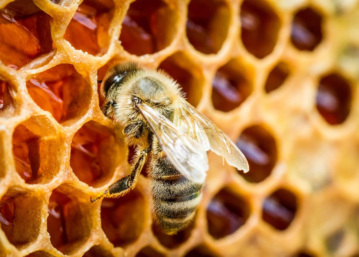 8-oz-jovvily-bee-propolis-powder---lab-verified-pure-formula-with-no-fillers---trusted-quality-assurance-3