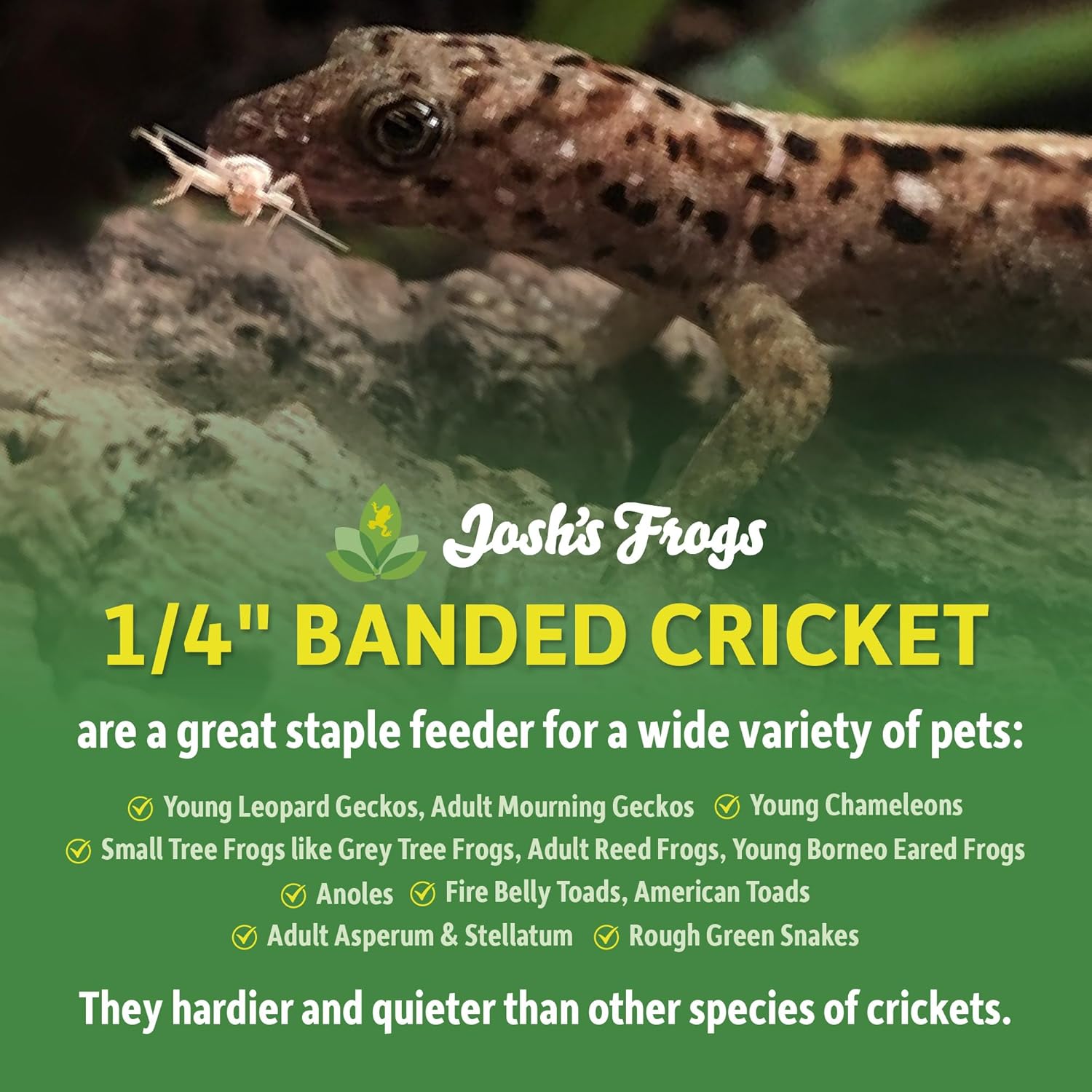 joshs-frogs-small-banded-crickets---14-size---120-count-2