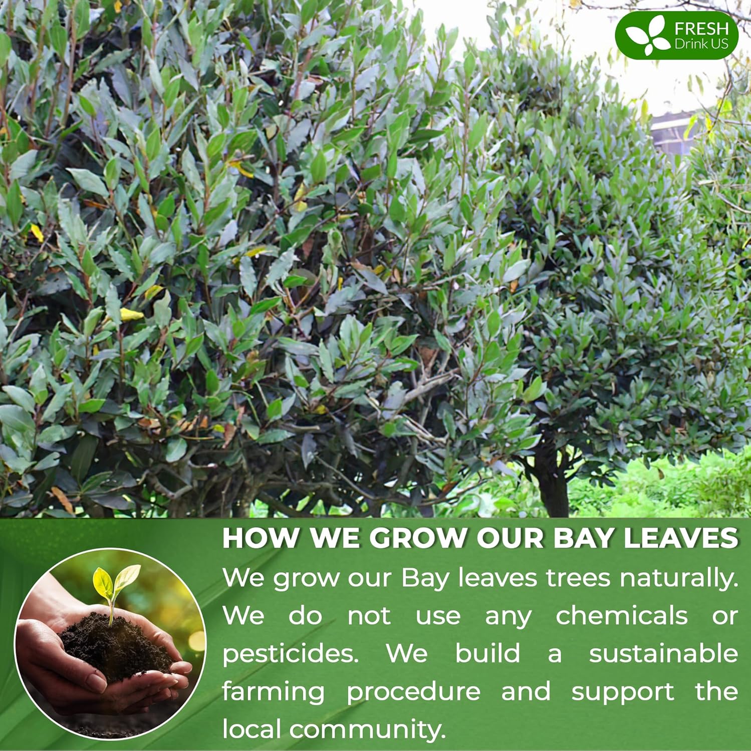 premium-wildcrafted-bay-leaves-for-cooking-and-tea---275-whole-nice-leaves-fresh-harvested-sugar-free-gluten-free-caffeine-free-vegan-4