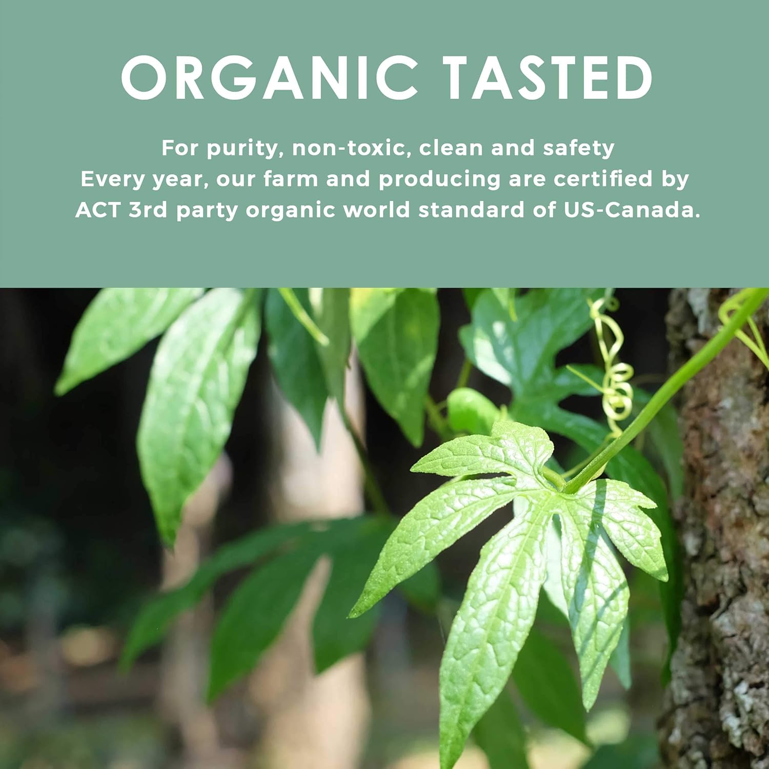 certified-organic-jiaogulan-tea---loose-leaf---caffeine-free---352-oz-from-local-thai-farmer---eternal-life-herb---northlandtea-6