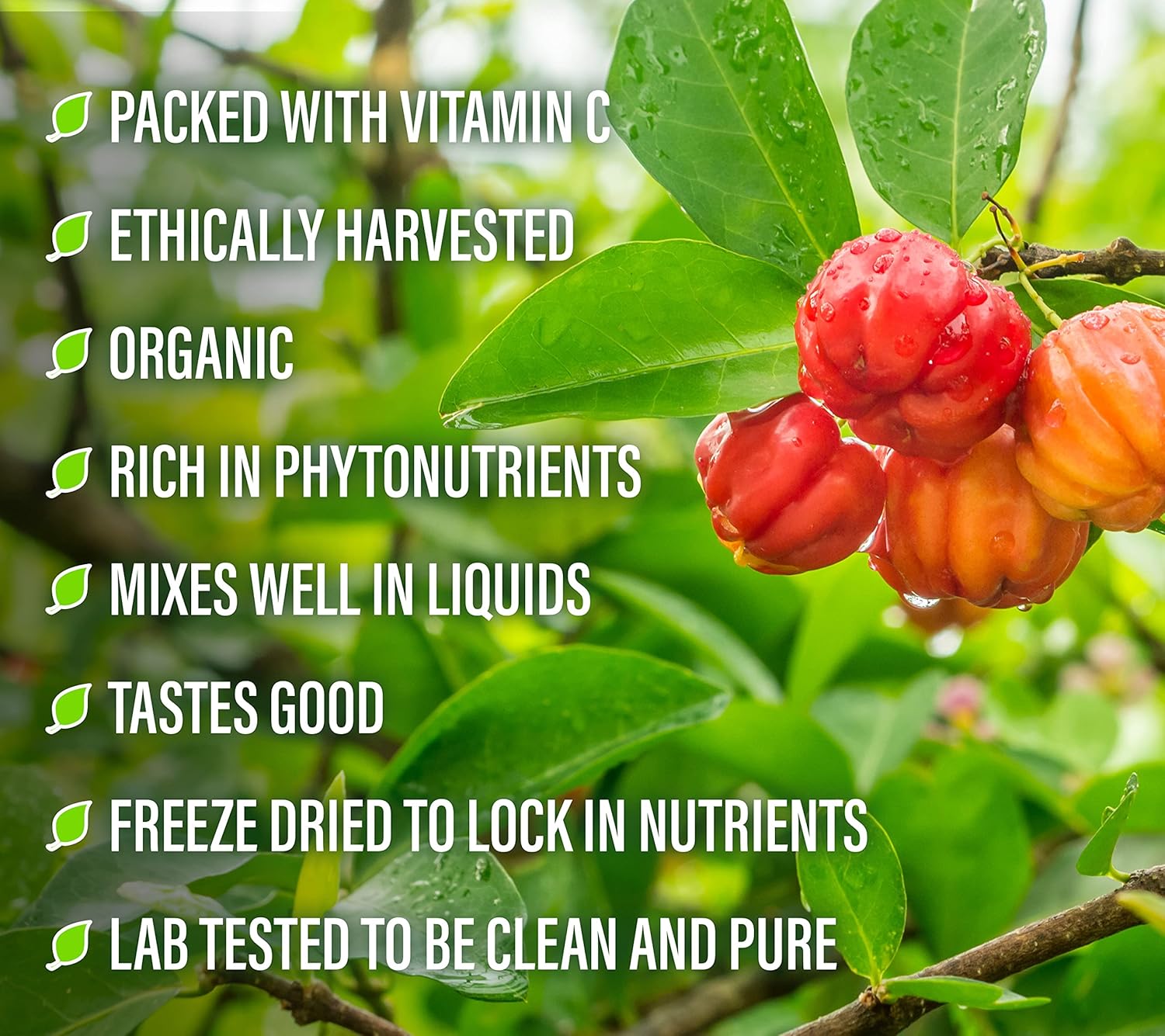 100% Pure Acerola Cherry Powder - 156g Superfood for Immune System Support - Natural Vitamin C Supplement by Perfect Supplements - Espot.com.au