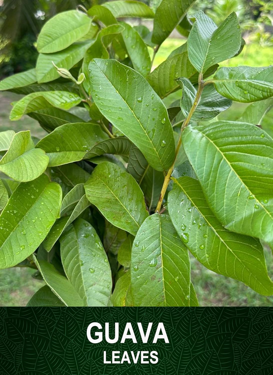 organic-guava-leaves-tea-bags---30-count-of-naturally-grown-ceylon-flavors-for-fresh-and-pure-flavor-4