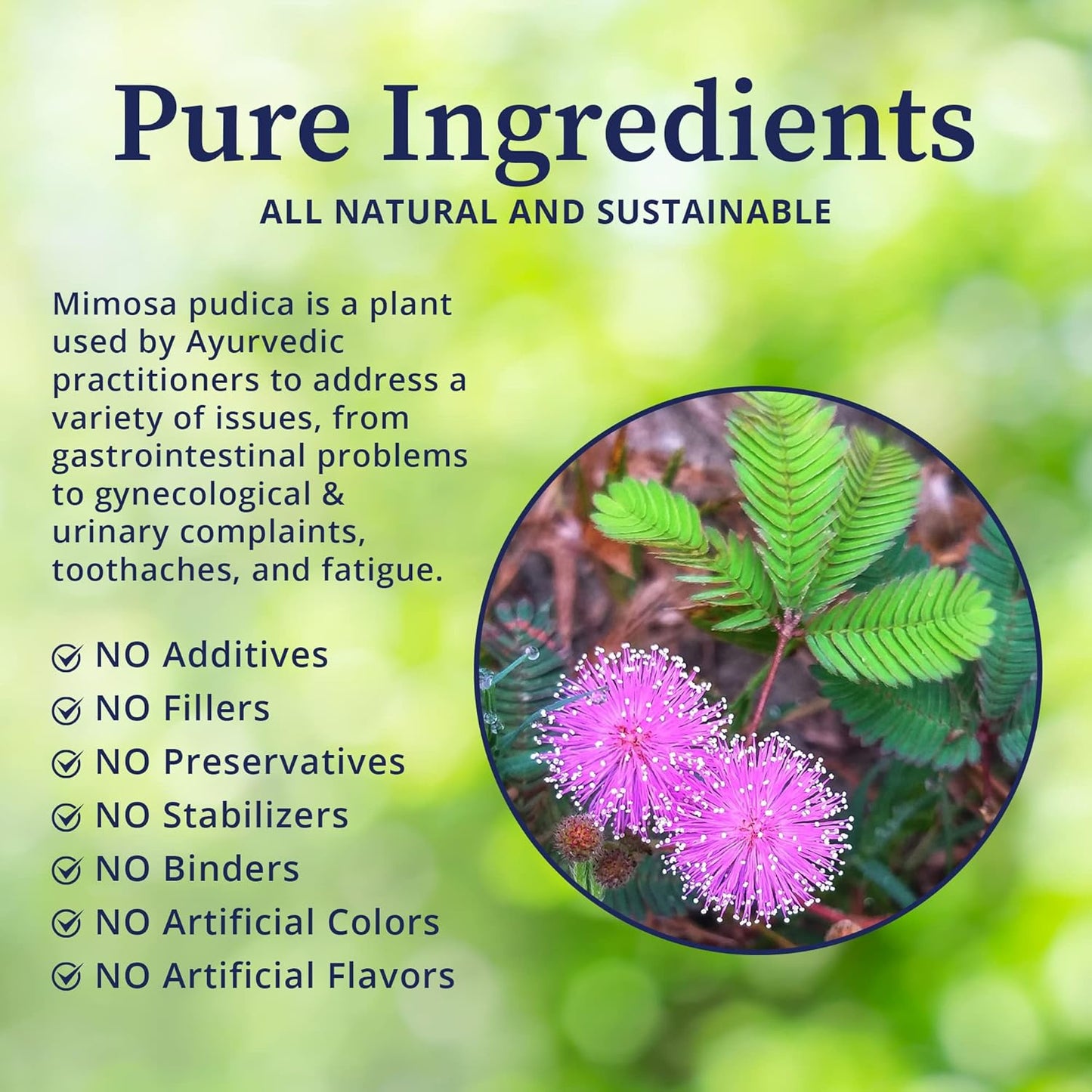 wildcrafted-organic-mimosa-pudica-powder-for-gut-health-balanced-flora---4oz---eliminates-unwanted-organisms-toxins-from-gastrointestinal-tract---biopure-mimosa-3
