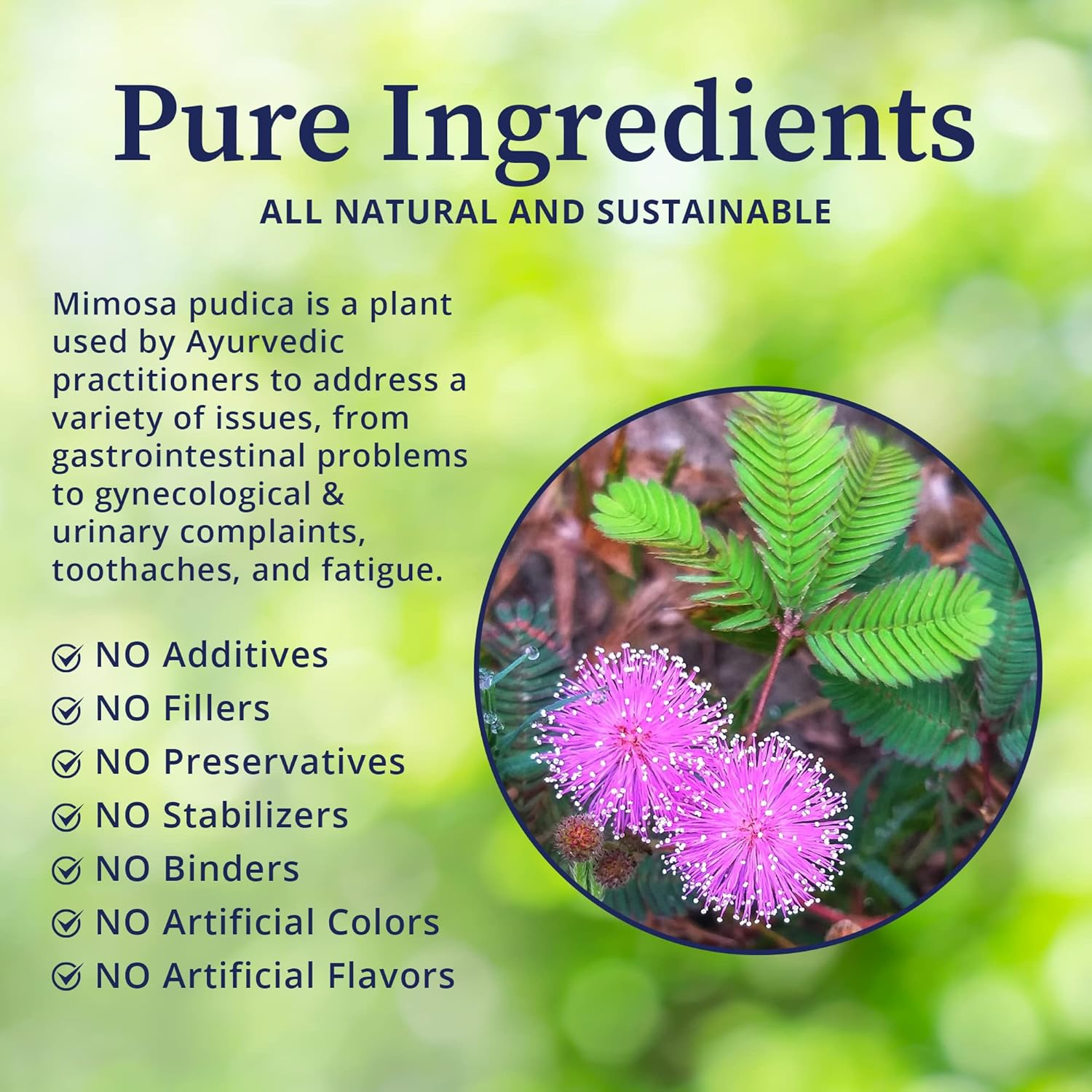wildcrafted-organic-mimosa-pudica-powder-for-gut-health-balanced-flora---4oz---eliminates-unwanted-organisms-toxins-from-gastrointestinal-tract---biopure-mimosa-3