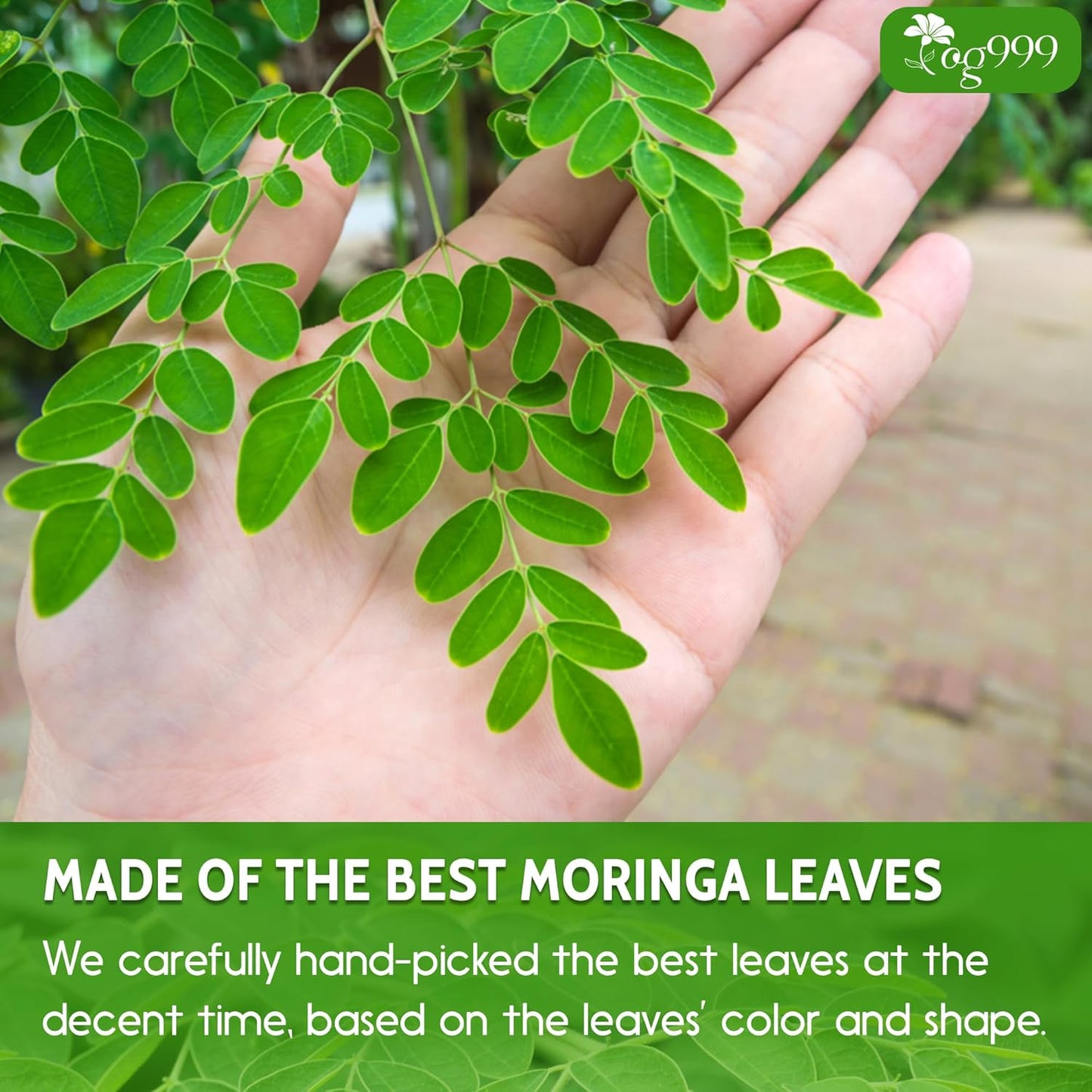 tog999-premium-16oz-moringa-leaf-powder---100-natural-pure-additive-free-gluten-free-sugar-free-vegan---from-moringa-leaves-5