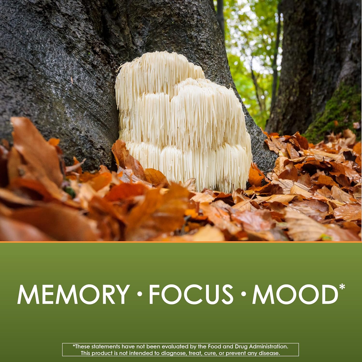 planetary-herbals-lions-mane-mushroom-1000mg---60-vegan-capsules-for-memory-focus-mood-support-5