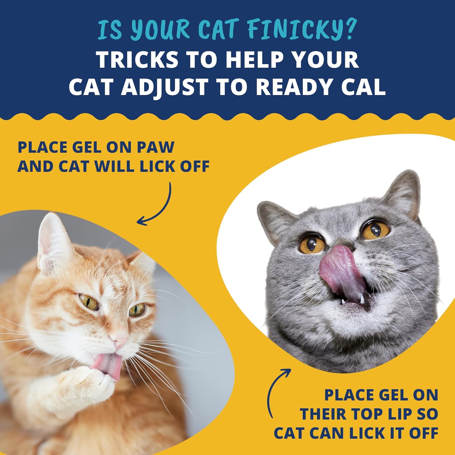 high-calorie-cat-supplement---ready-cal-100cc-weight-gainer-calorie-booster-10-vitamins-7-minerals-omega-fatty-acids-4