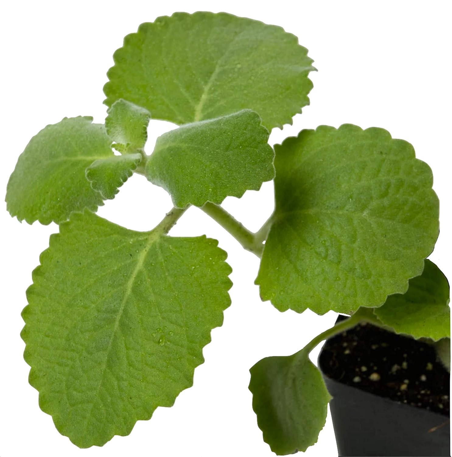 cuban-oregano-seeds---eunivus-2-variety-for-home-gardening-2