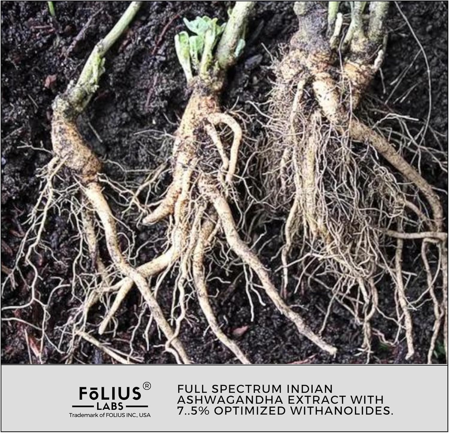 FOLIUS LABS Ashwagandha Supplement - 500mg Full Spectrum Root Extract for Energy & Stress Relief - Natural Mood Support - 120 Capsules - Espot.com.au