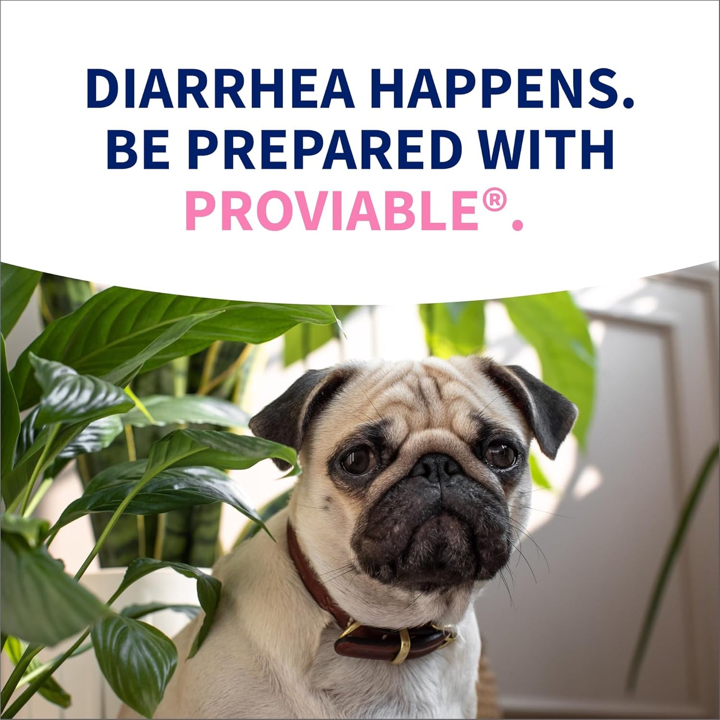 nutramax-laboratories-proviable-digestive-health-supplement-kit-for-medium-to-large-dogs---multi-strain-probiotics-and-prebiotics-7-bacteria-strains-30-ml-paste-10-capsules-12