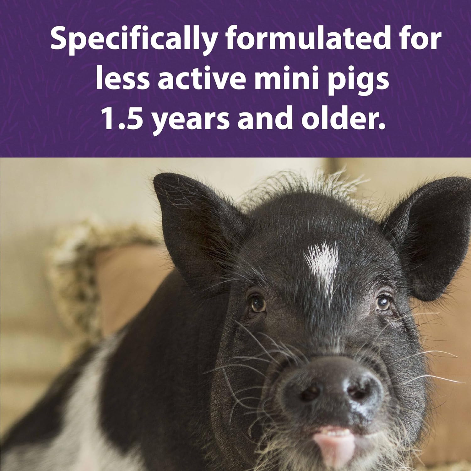 mazuri-mini-pig-mature-maintenance-food---25-lb-bag-complete-nutrition-5