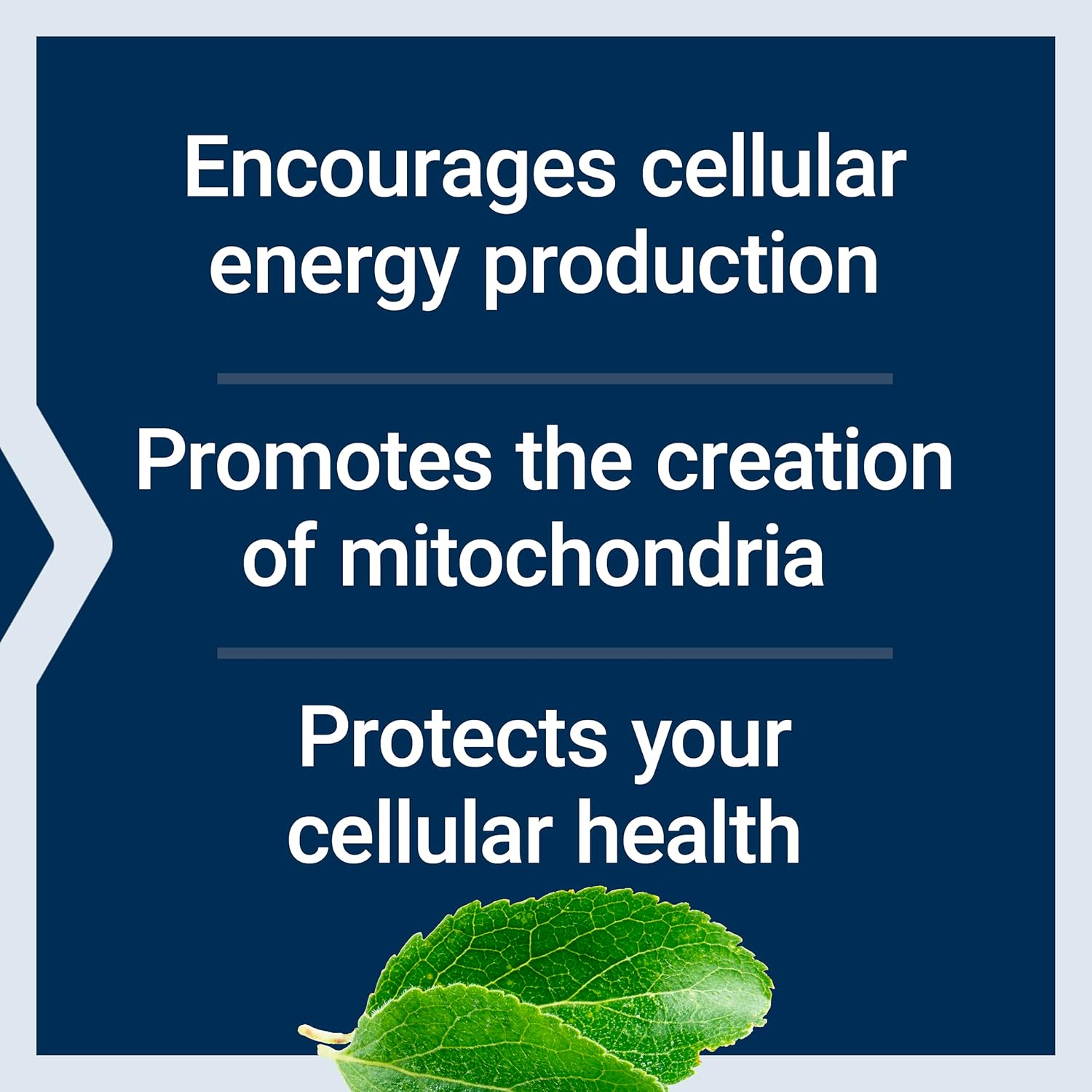 mitochondrial-energy-optimizer-with-pqq-capsules---heart-brain-health-energy-support-anti-aging---gluten-free-non-gmo-vegetarian---120-count-4