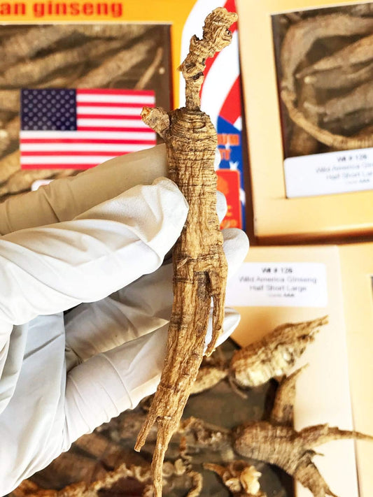 8OZ Box of Wisconsin Wild Ginseng Roots, Hand-Selected 15-20 Years Aged American Ginseng - Cultivated WI 126# Whole Ginseng Root - 美国威斯康辛州野生西洋参