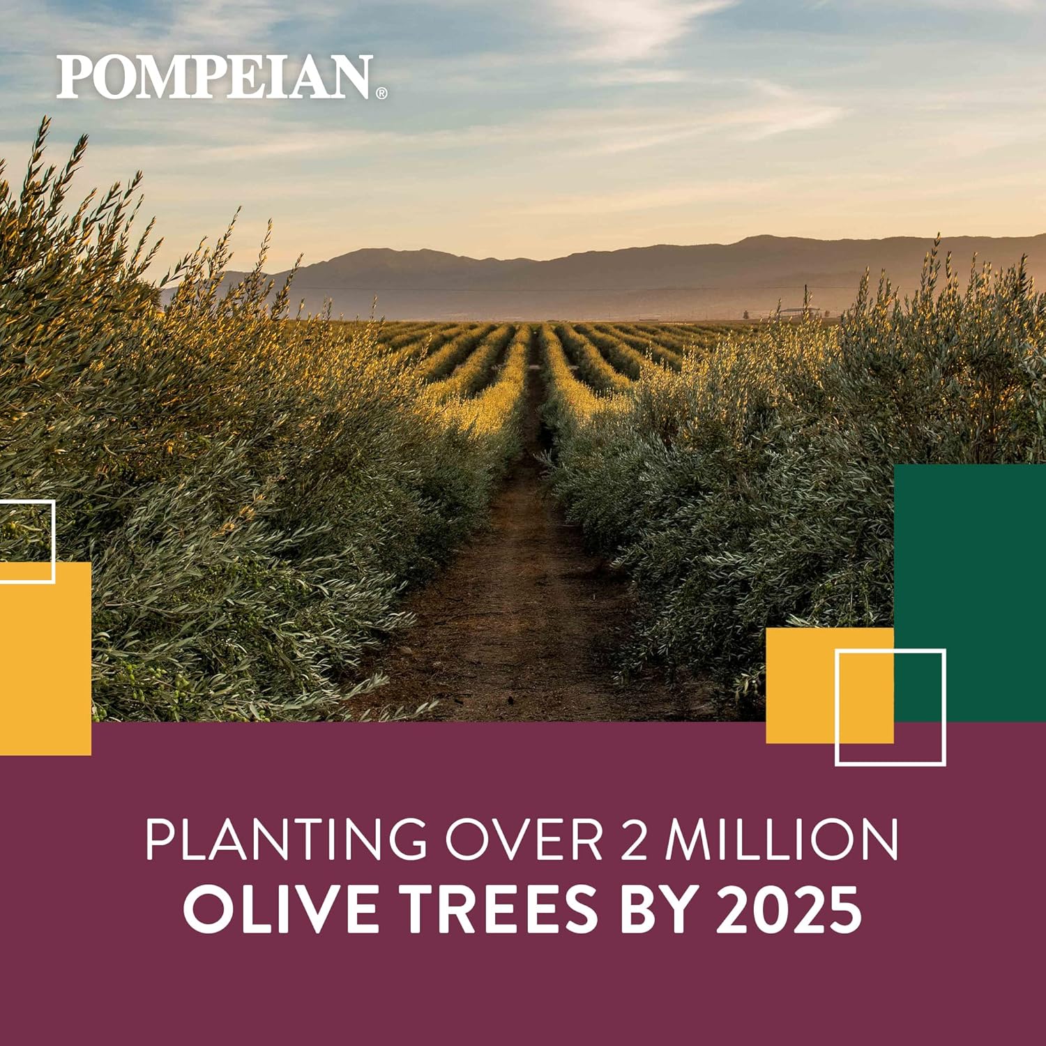 pompeian-california-dream-extra-virgin-olive-oil---100-california-premium-estate-harvest---cooc-certified---gluten-free-non-gmo---32-fl-oz-single-bottle-4