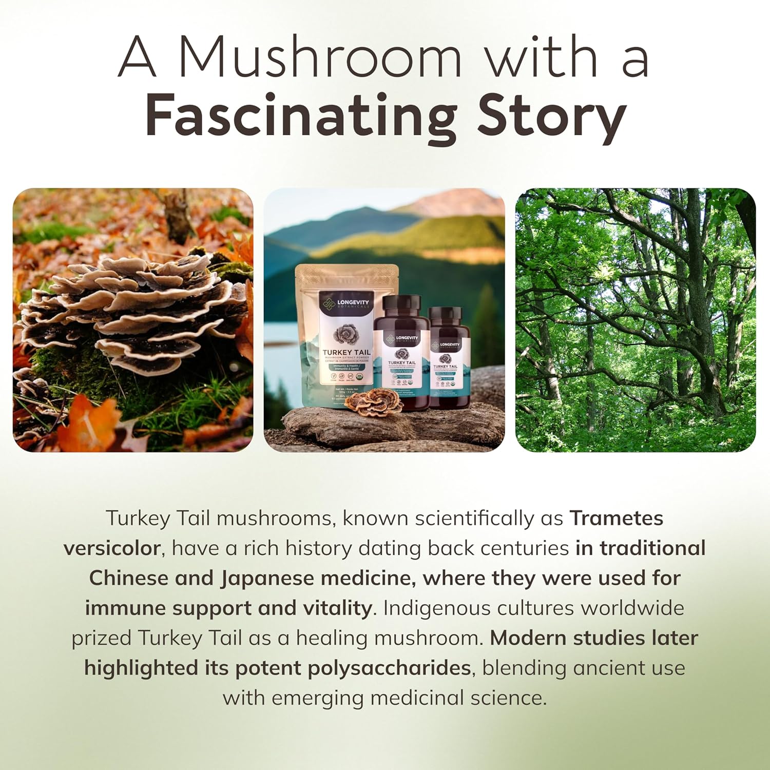 organic-turkey-tail-mushroom-powder-supplement-for-balanced-immune-digestive-system---100-fruiting-body---100g-7