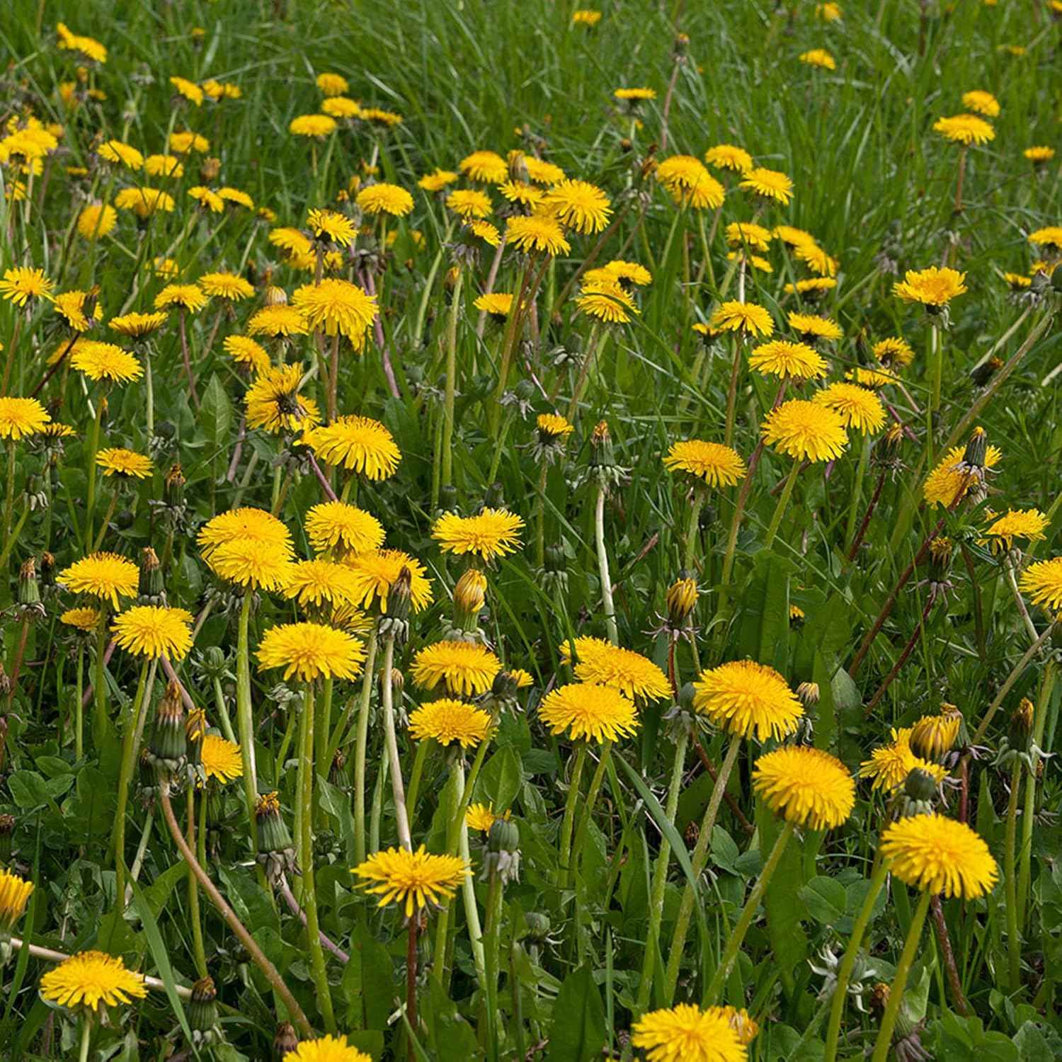 Organic Dried Dandelion Leaf 1lb - Cut & Sifted for Loose Tea, Caffeine-Free Coffee Alternative or Supplement Capsules