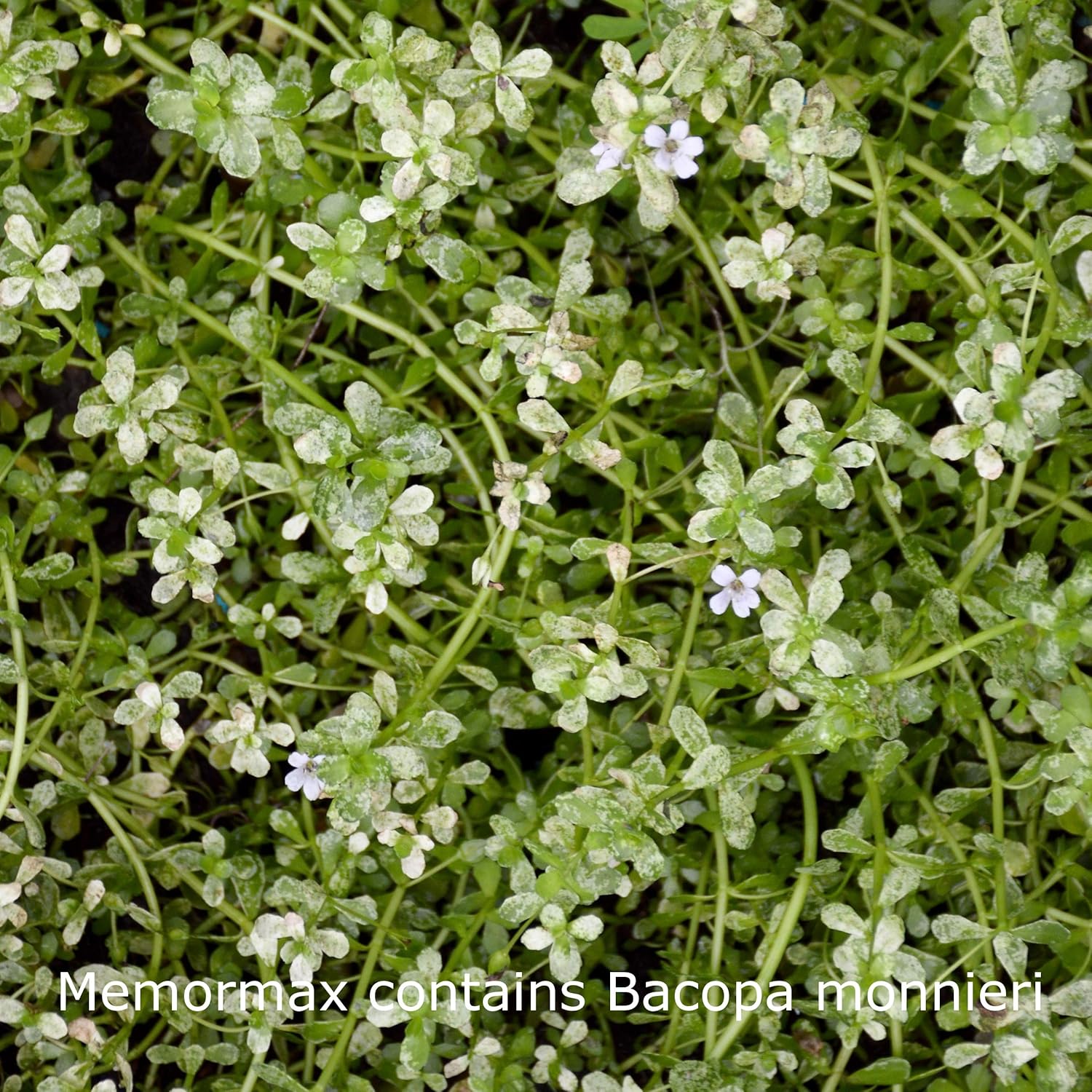 memormax-brain-supplement-with-ginkgo-biloba-bacopa-more---boost-memory-focus-mental-clarity---60-capsules-5
