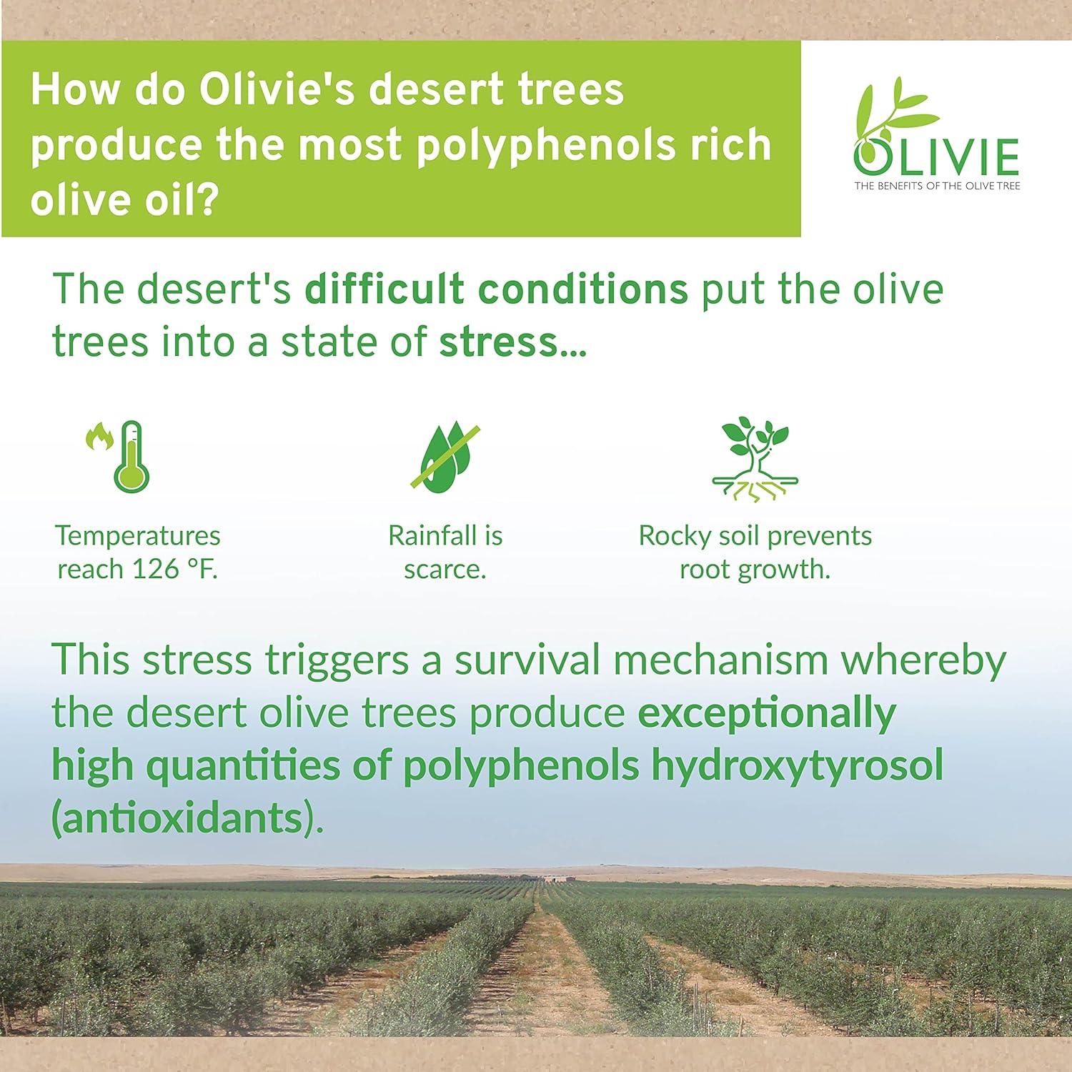 olivie-powerup-pearls-organic-olive-leaf-extract-capsules---hydroxytyrosol-supplement-with-antioxidant-polyphenols-for-immune-brain-support-100g-4