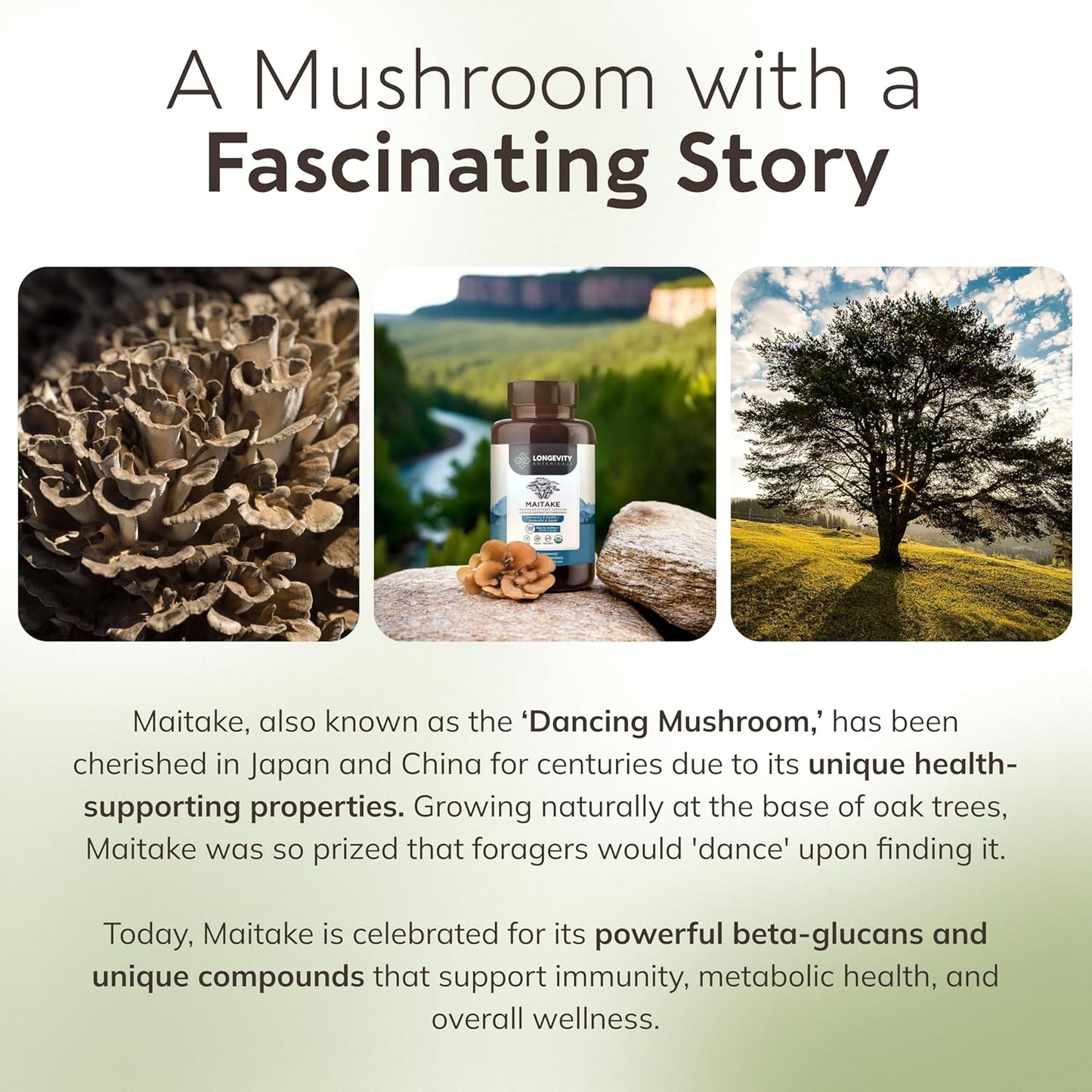 organic-maitake-mushroom-capsules---ultra-concentrated-immune-support-supplement---100-fruiting-body---120-capsules-8