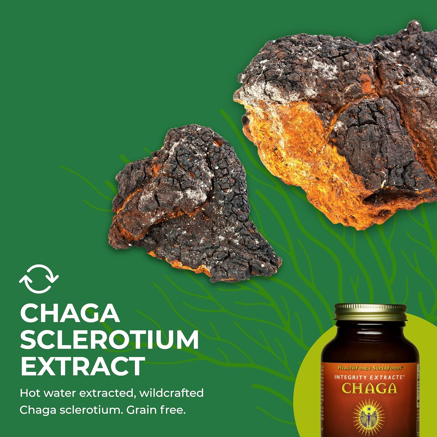 HealthForce SuperFoods Integrity Extracts Chaga Powder - 70g for Immune Support and Antioxidant Boost - Espot.com.au
