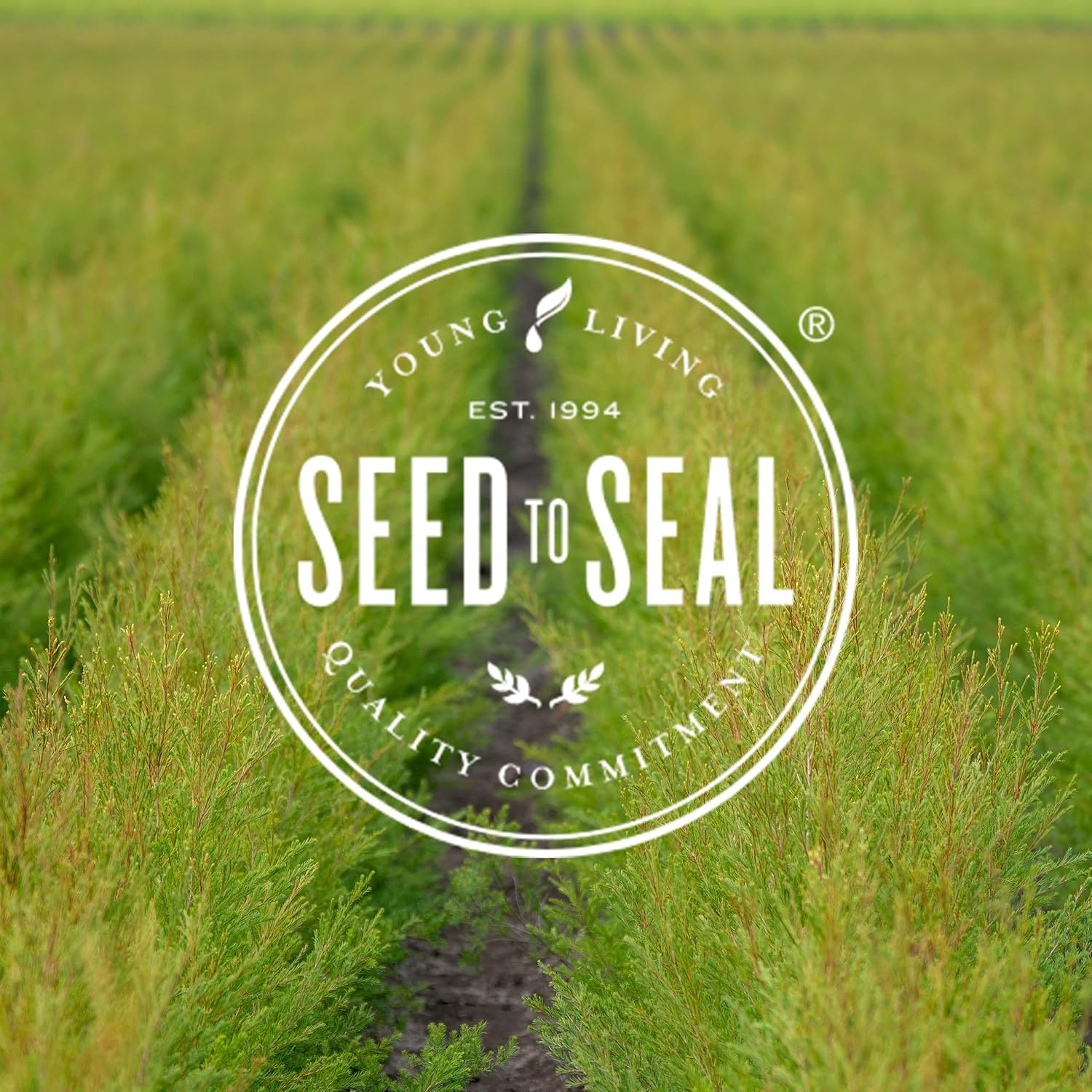 young-living-super-c-chewable-tablets-90ct---vitamin-c-supplement-with-camu-camu-acerola-cherry-rose-hip-fruit-powder-orange-essential-oil-2