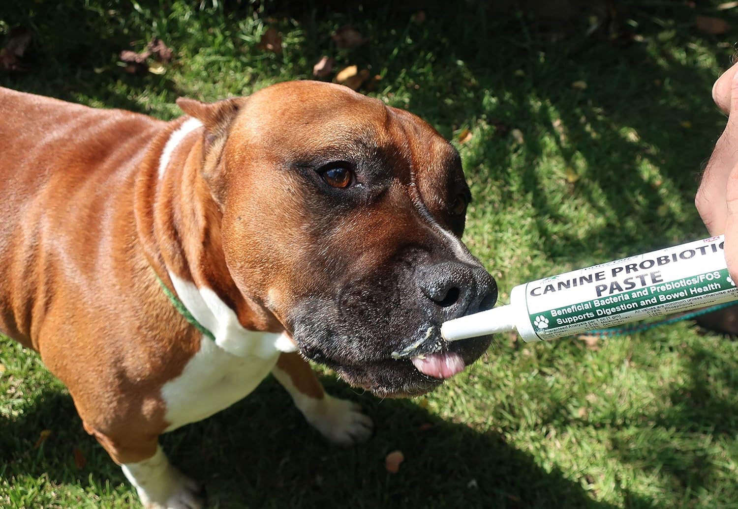 dogzymes-canine-probiotic-paste-with-23-billion-cfugm-beneficial-bacteria-enzyme-and-organic-dried-honey-powder---30-gram-4