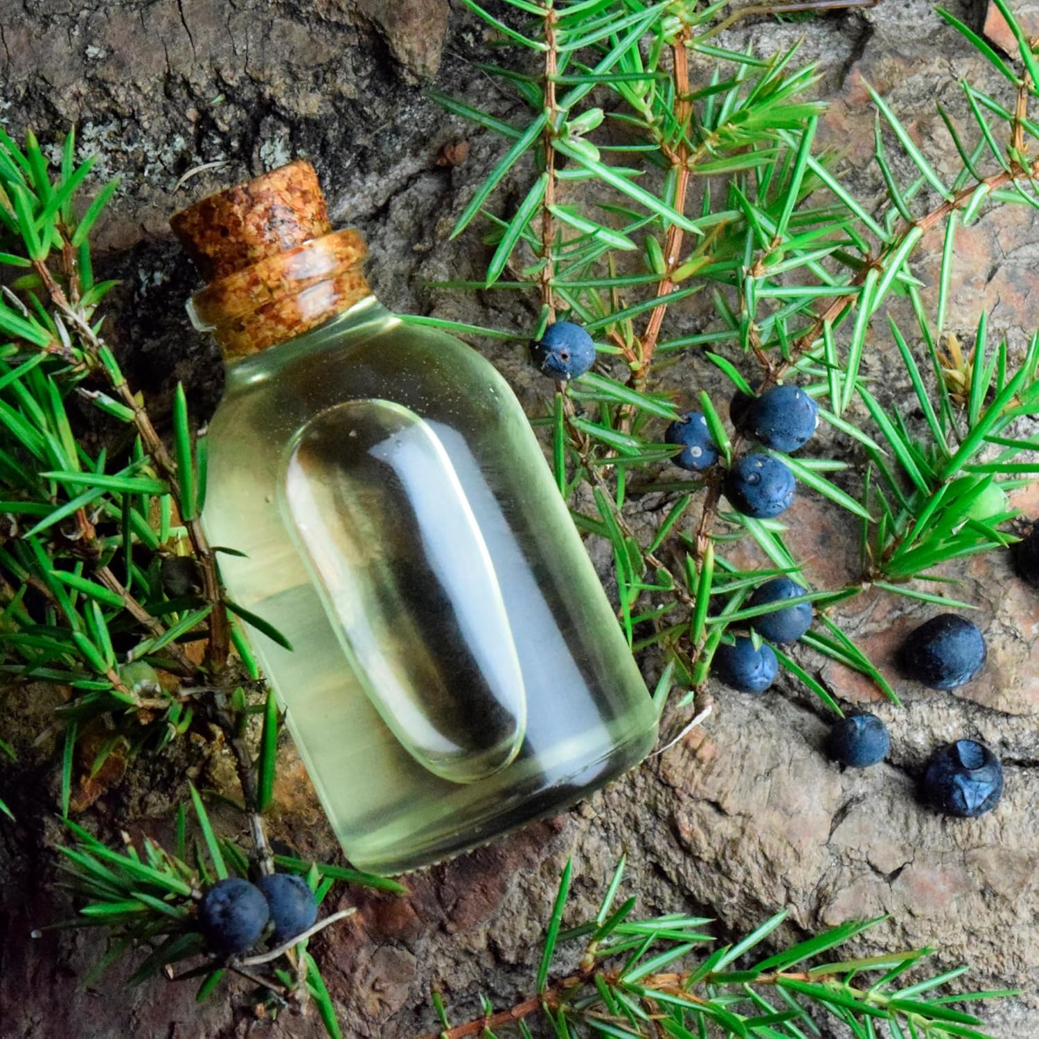 forest-magic-organic-essential-oils-set---scotch-pine-juniper-silver-fir---100-pure-natural---therapeutic-grade---non-gmo---family-owned-farm---3x-034-fl-oz-7