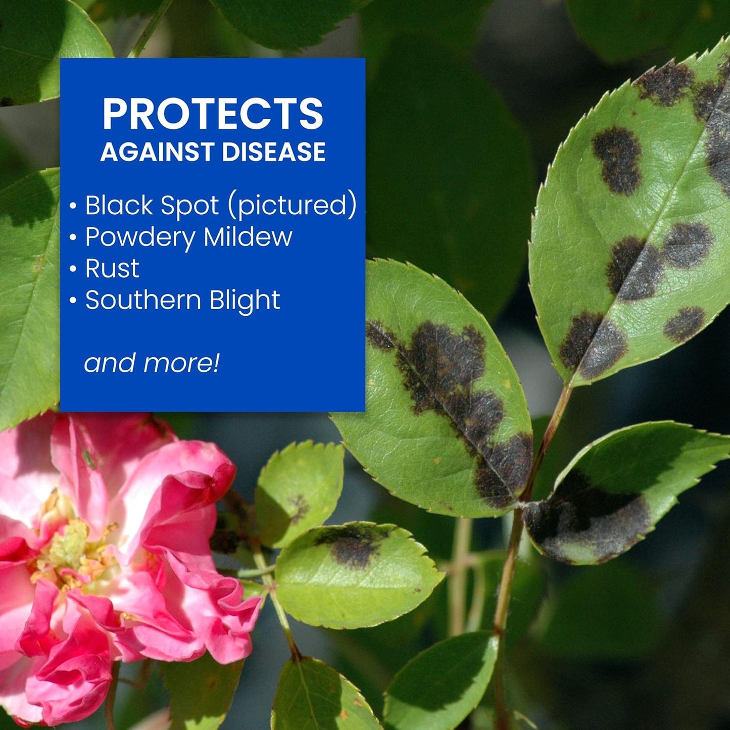 bioadvanced-3-in-1-rose-and-flower-care-concentrate---64-oz-bottle---growth-booster-and-pest-control-for-roses-and-flowers-3
