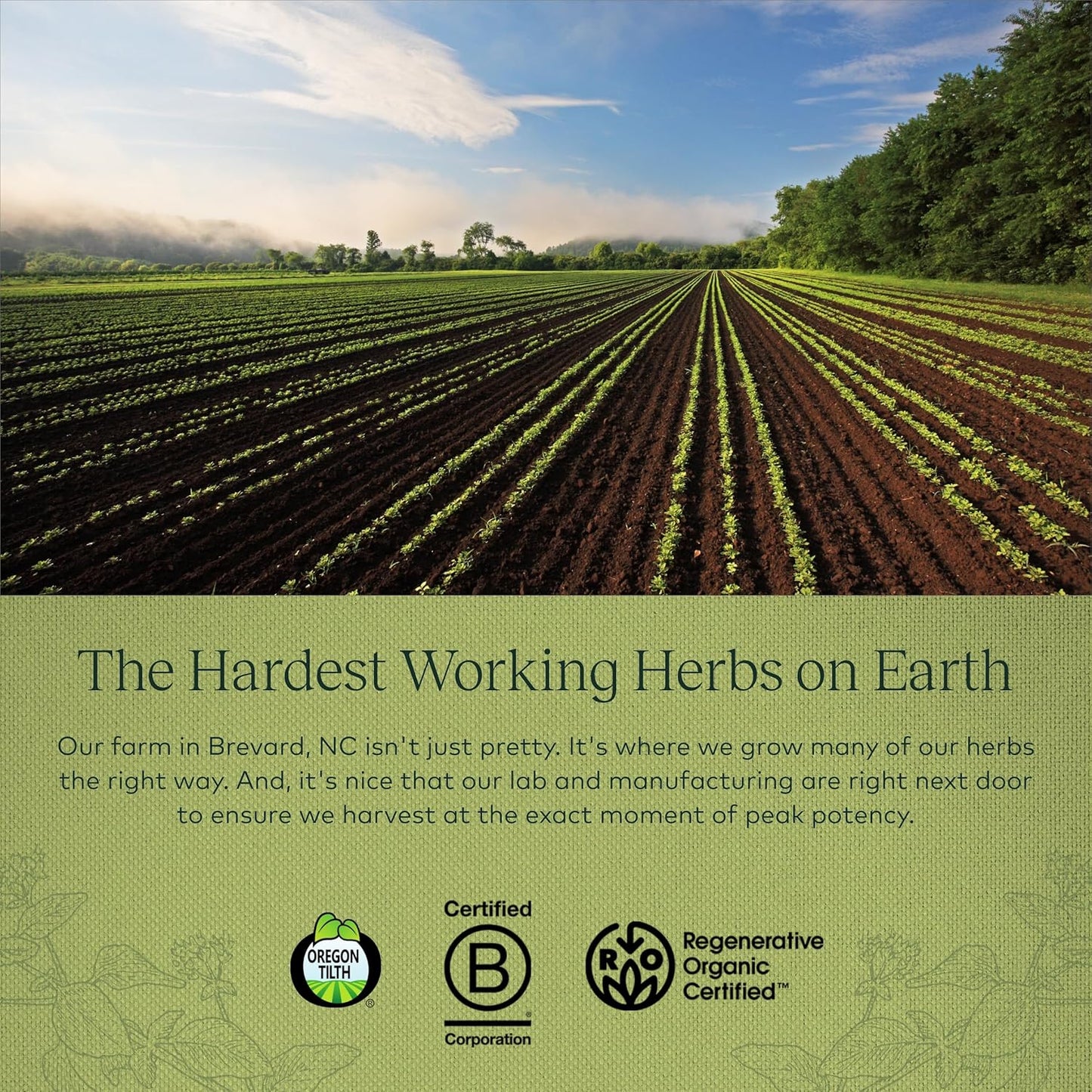 organic-oil-of-oregano-capsules---immune-support-with-carvacrol-thymol---60-vegan-liquid-pills-for-overall-well-being---gaia-herbs-supplement-7