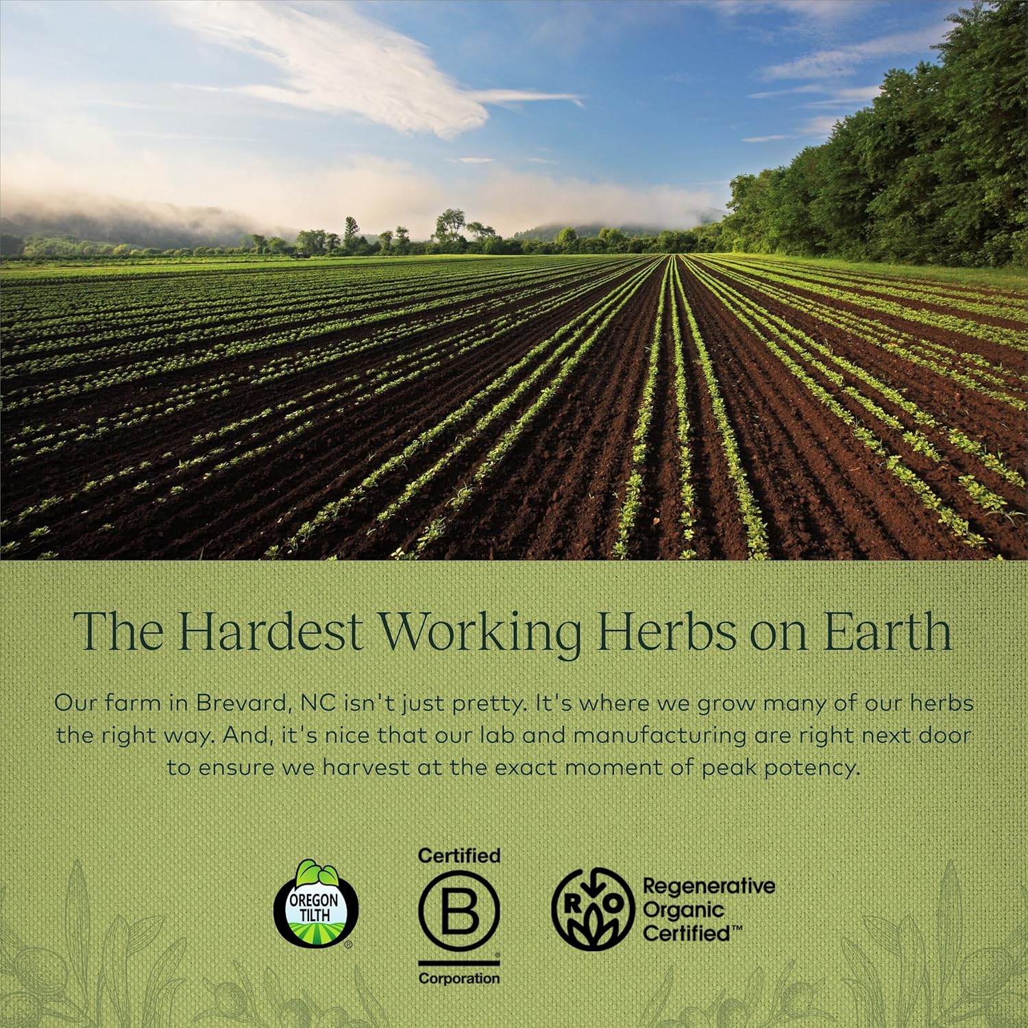 organic-gaia-herbs-olive-leaf-liquid-extract---1-fluid-ounce-bottle-for-immune-support-and-antioxidant-benefits-7