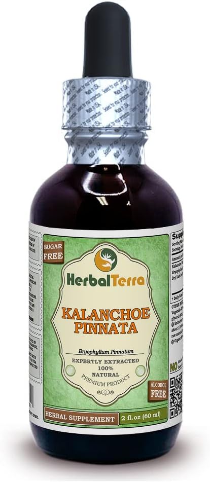 Alcohol-Free Kalanchoe Pinnata Glycerite Liquid Extract 2 fl.oz - Herbal Terra LLC - Dried Leaves and Stems - Pack of 1